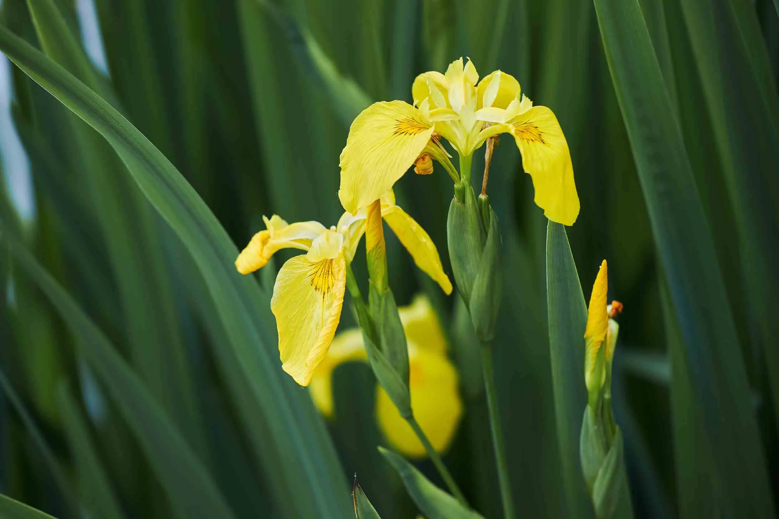 A flowering Yellow Iris in amongst green reeds. 