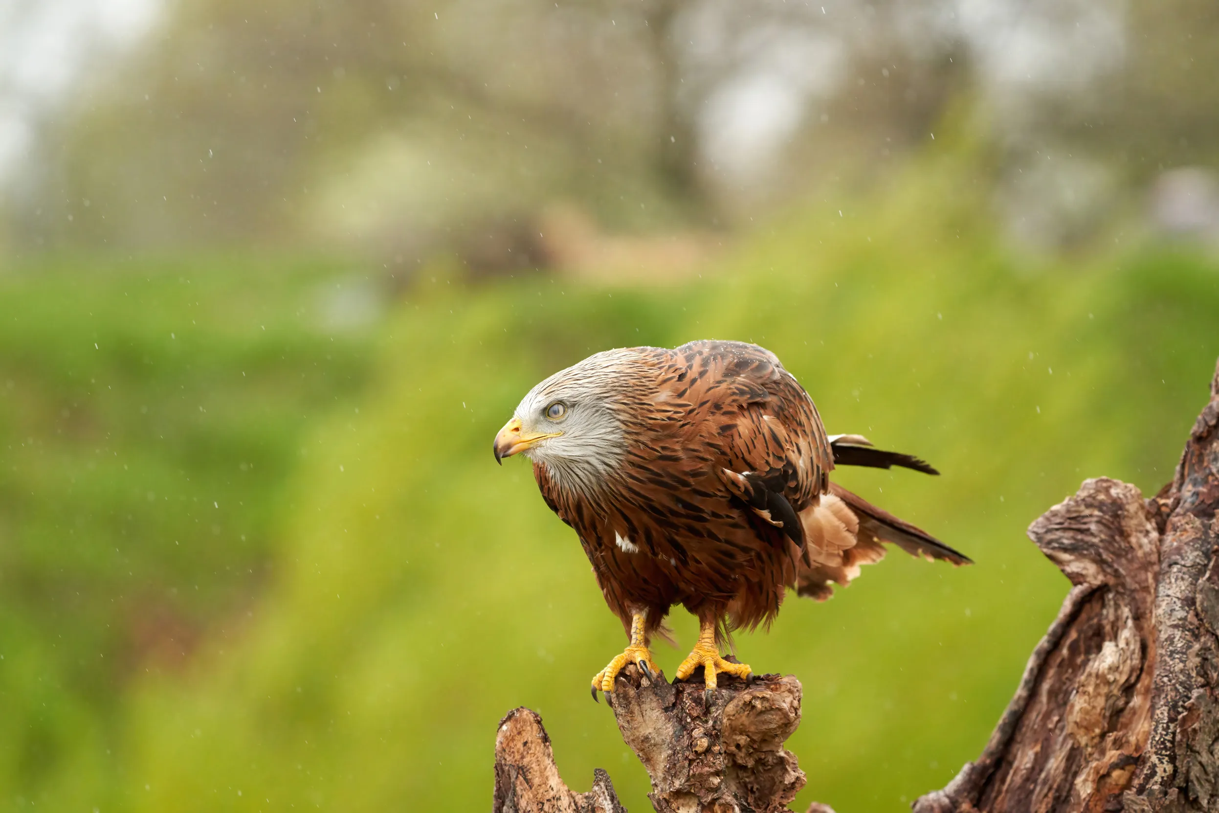 A lone Red Kite perched on a stump, viewed from the side in the rain.