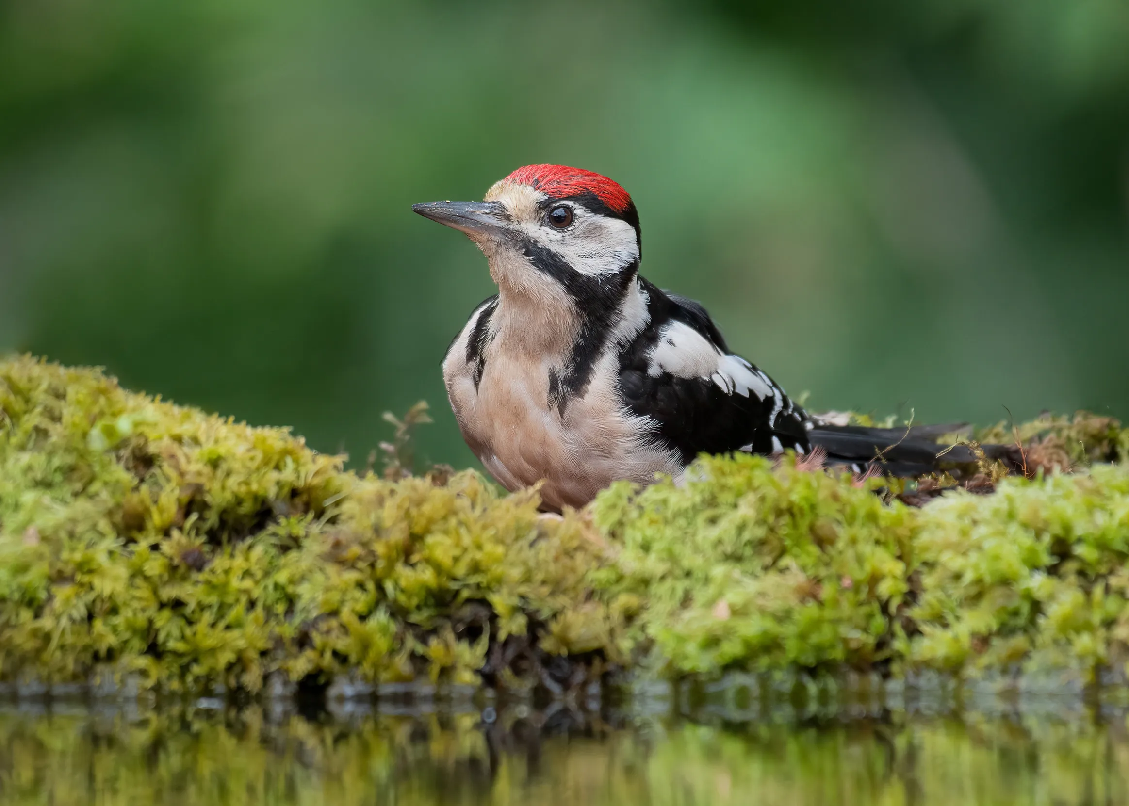 Juvenile Great Spotted Woodpecker, sat on a mossy bank beside a pool of water