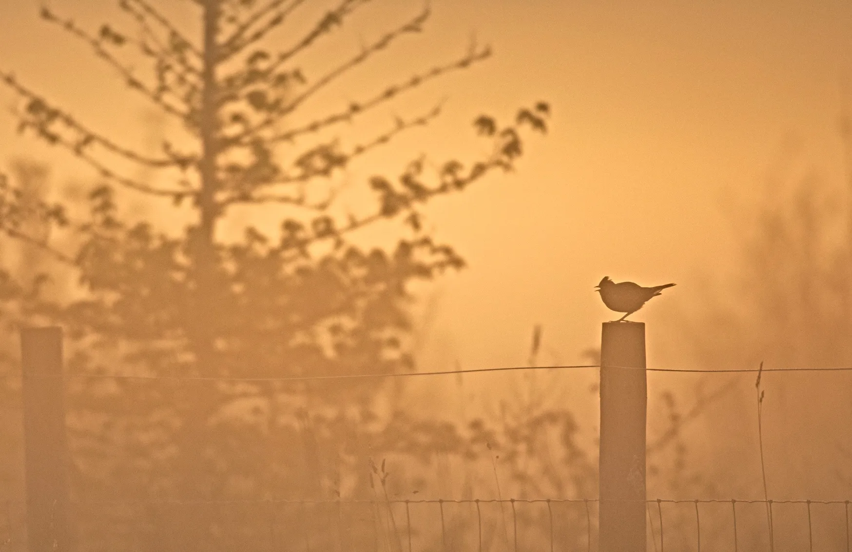 A Skylark in silhouette, it is sitting in a fence post at dawn. 