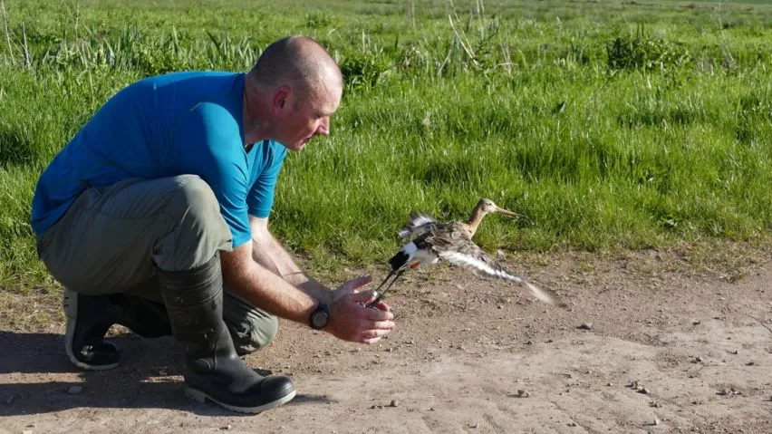 A person in a field releasing a Black-tailed Godwit with a geo-locator .