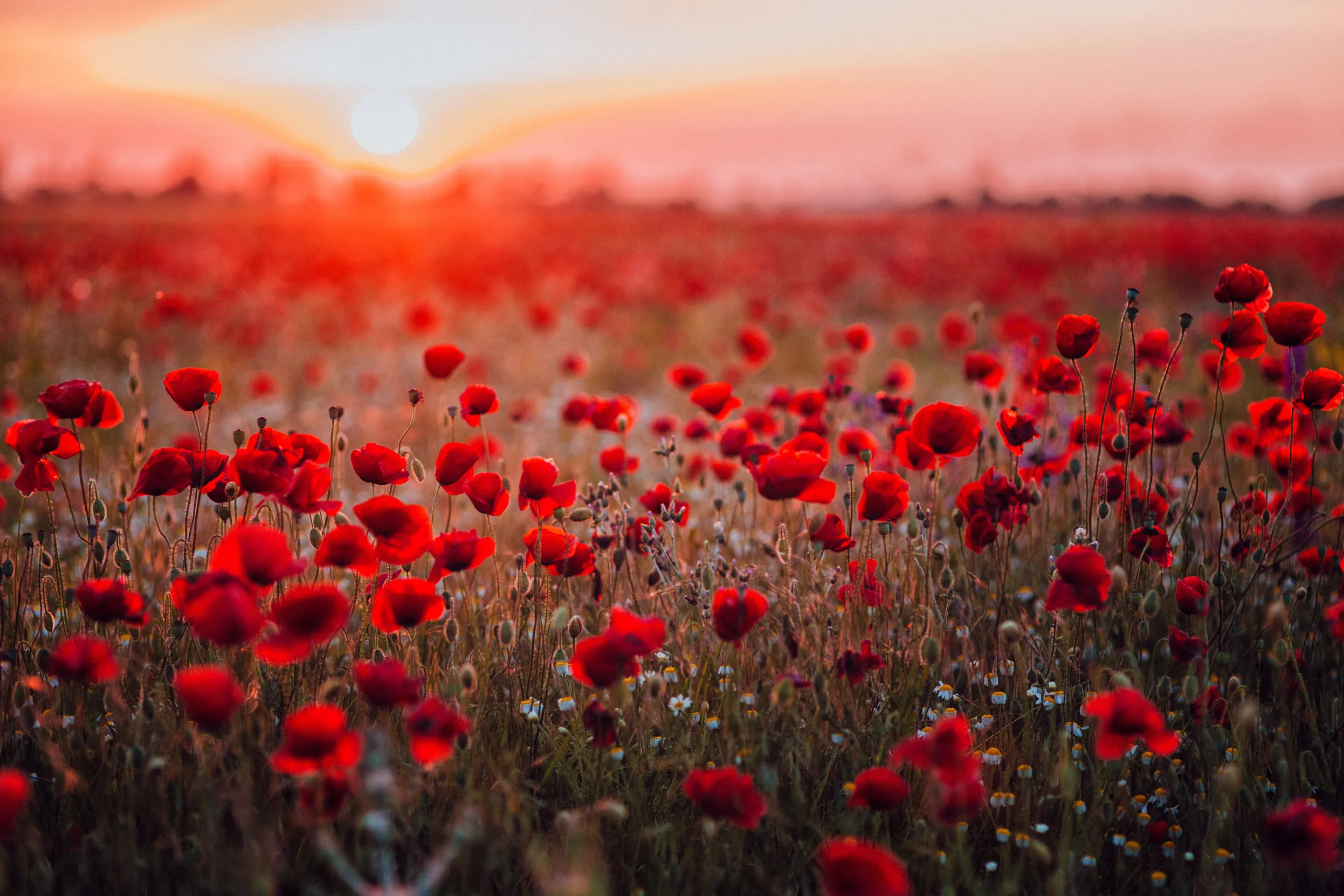 The sun rising over a field of bright red poppies which extends to the horizon.
