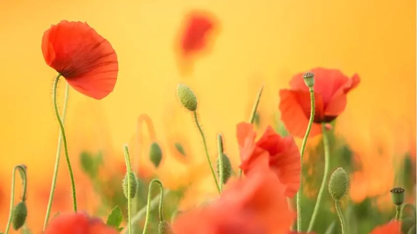 Poppies against an orange background.