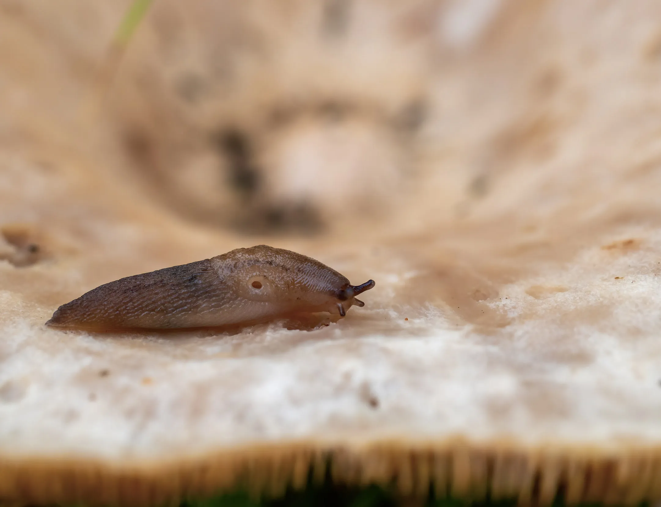 A lone brown Slug moving across the top of a mushroom.