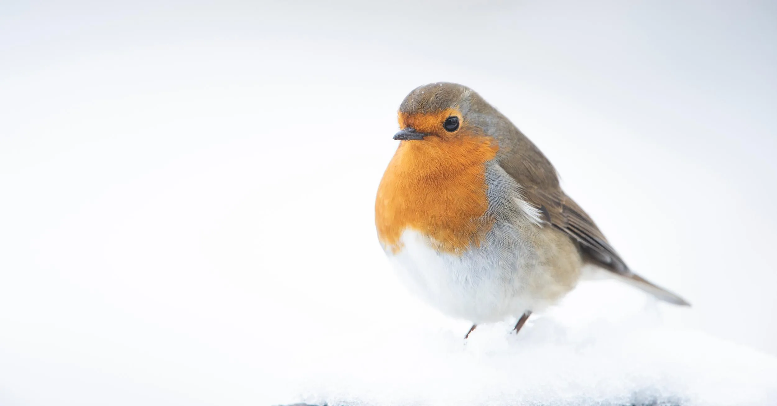 A Robin stood on a small mound of snow.