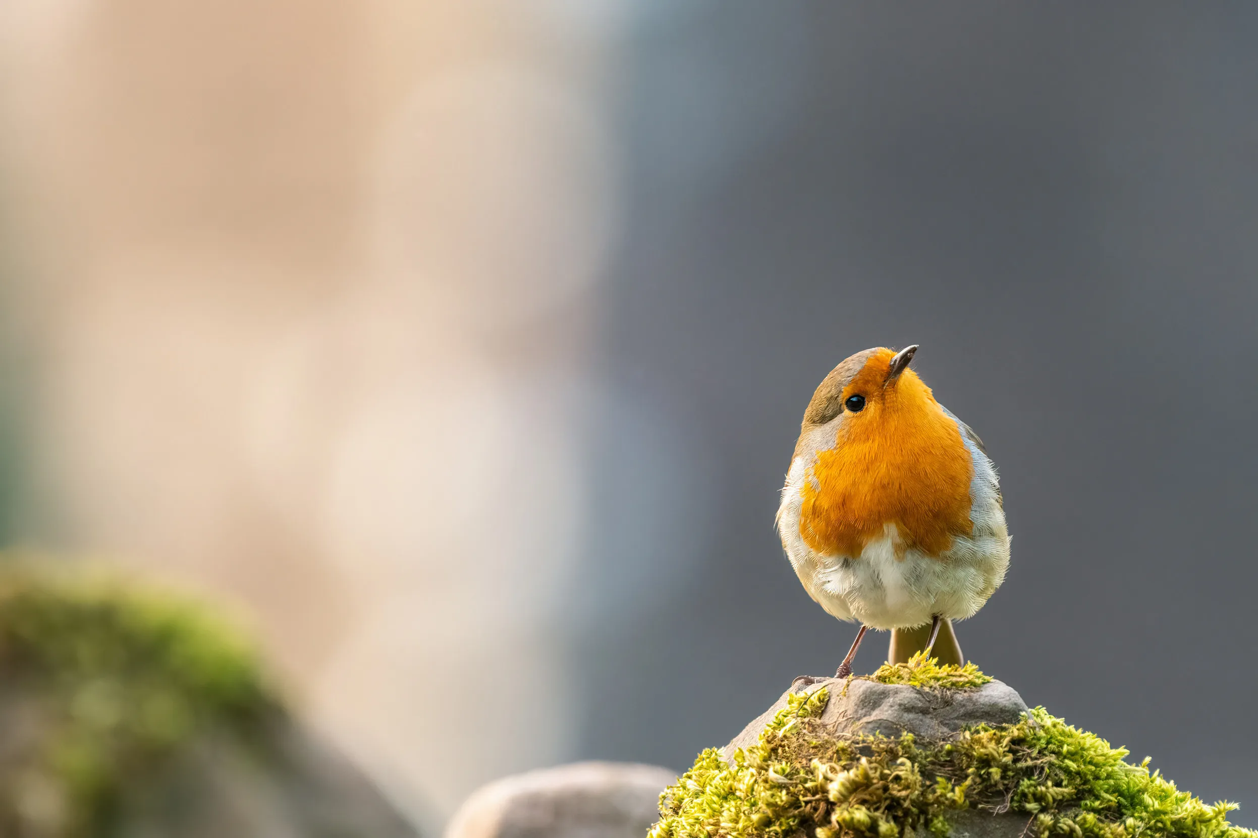 A Robin perched upon a moss covered branch.