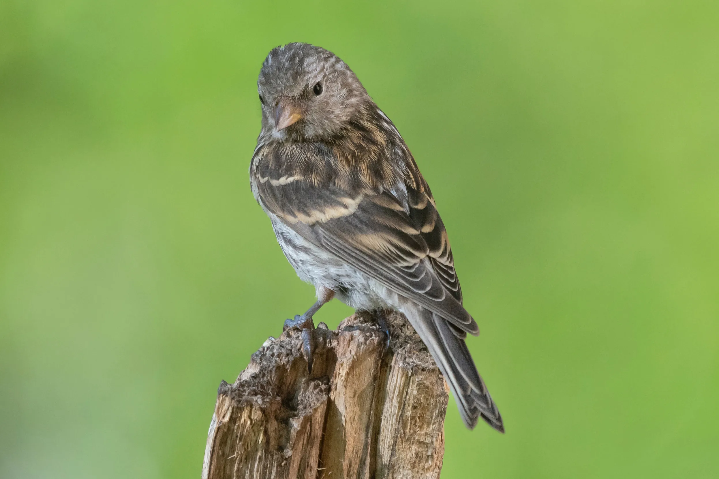 A lone Twite perched on a log.