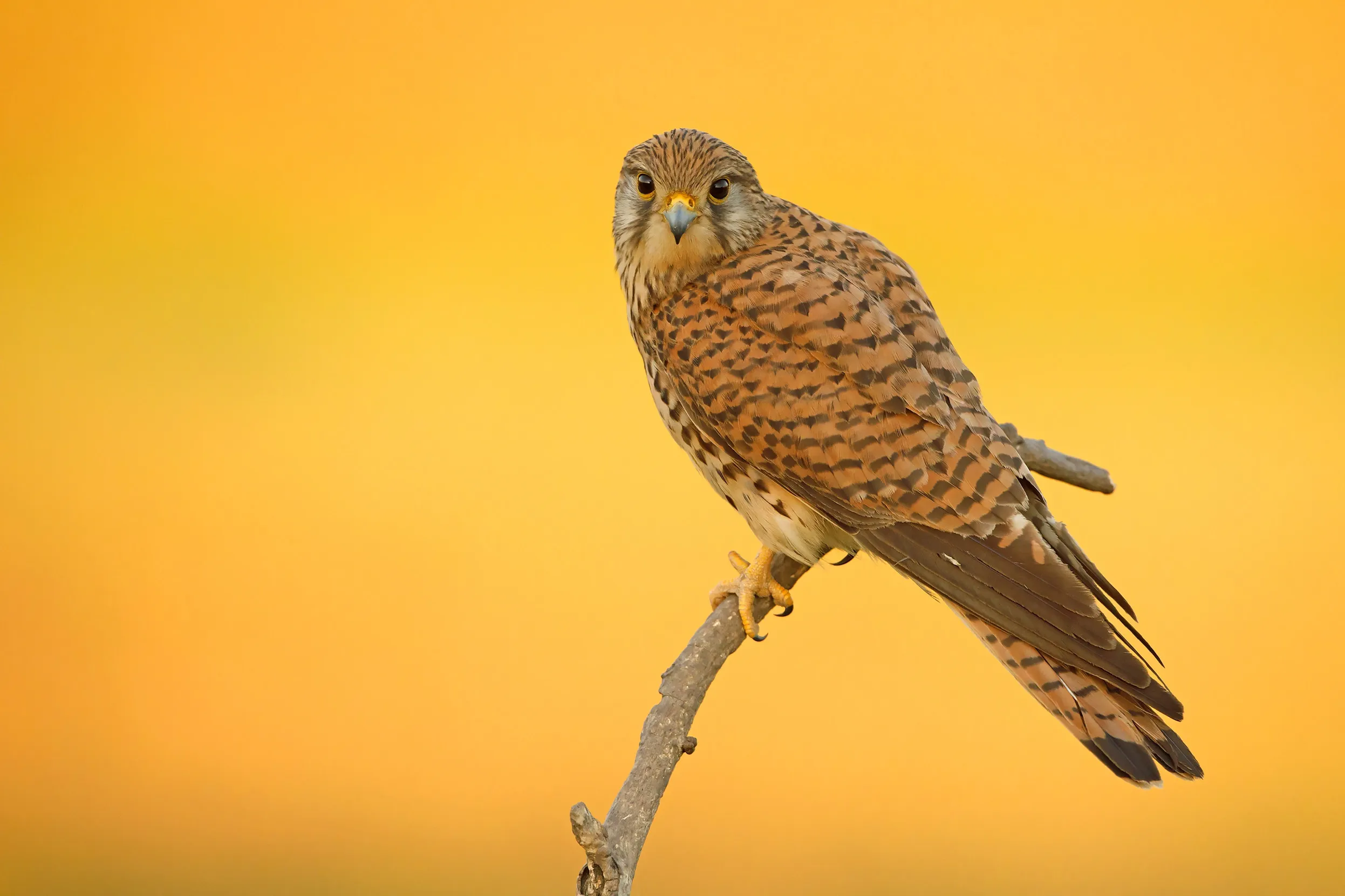 A lone female Kestrel perched on a small branch with a golden orange background.