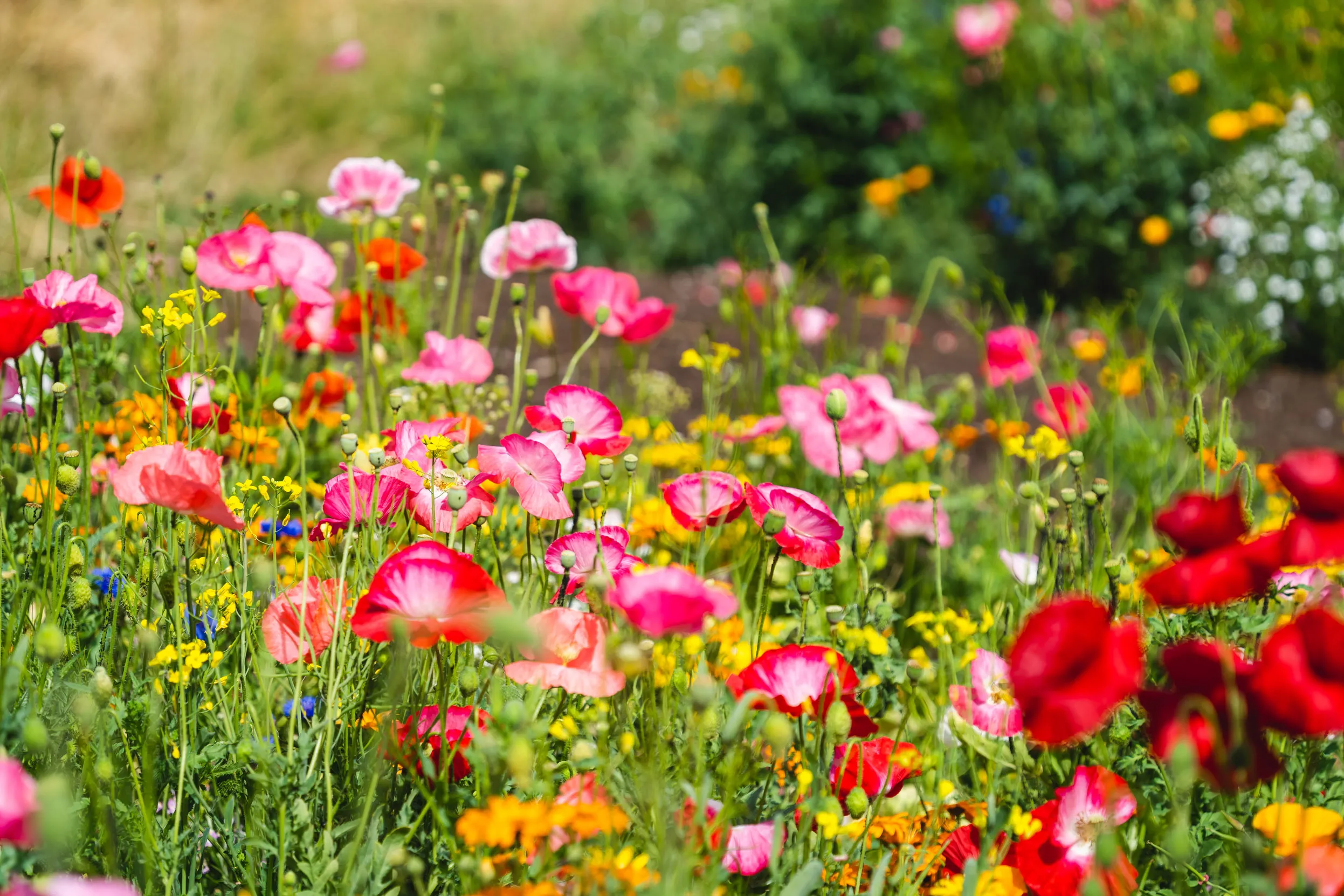 A wildflower meadow filled with a bright array of Poppies.