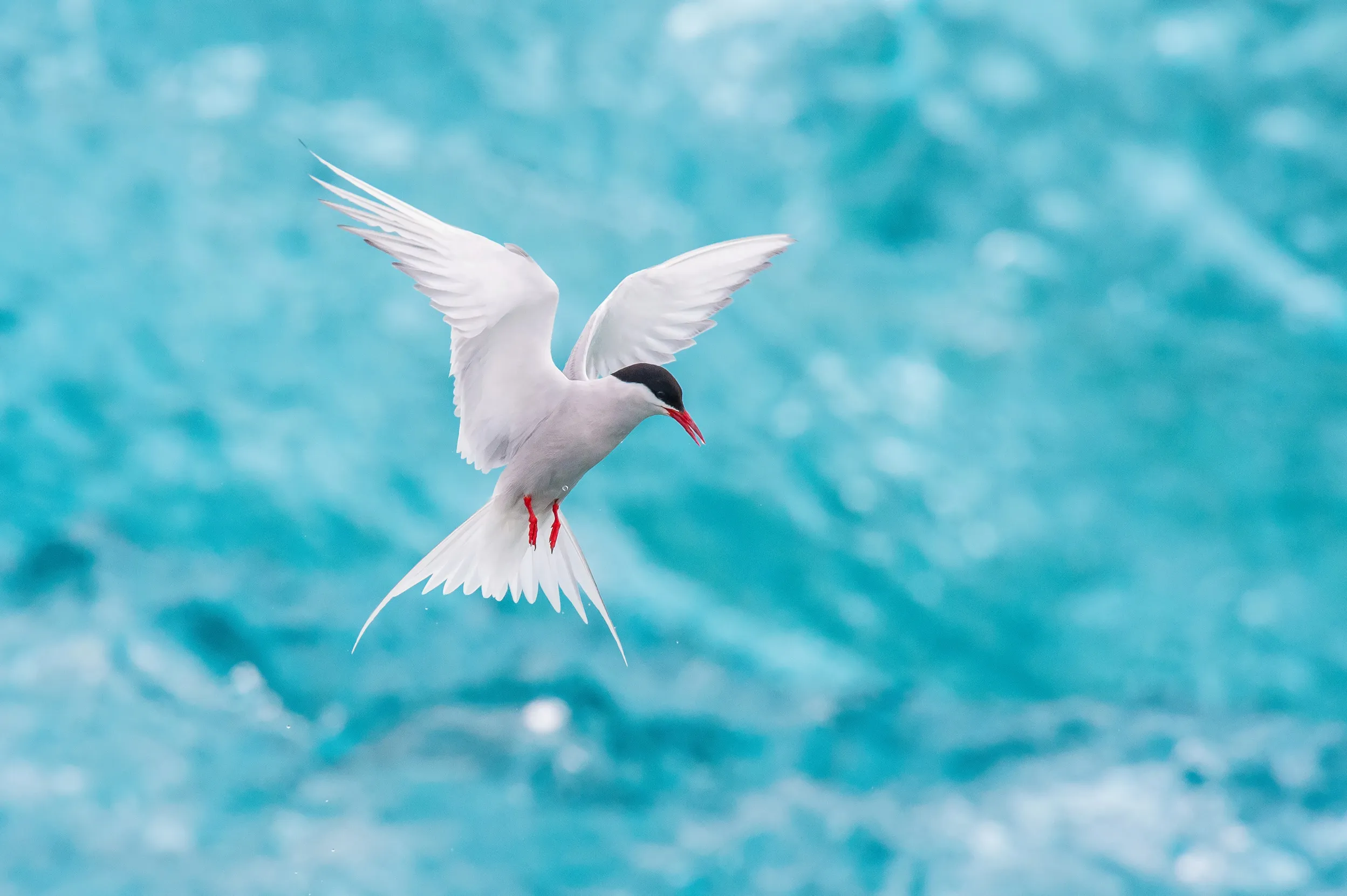 An Arctic Tern flying over the sea hunting for fish to eat.