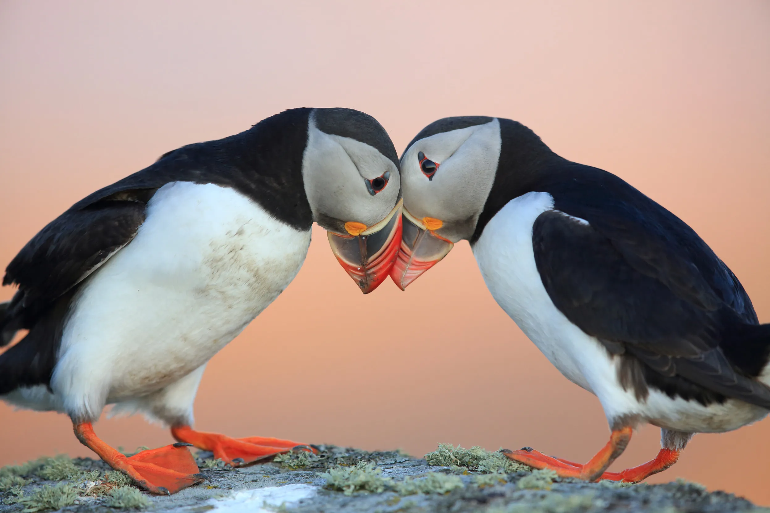 Two Puffins stood on a rock putting their heads together. 