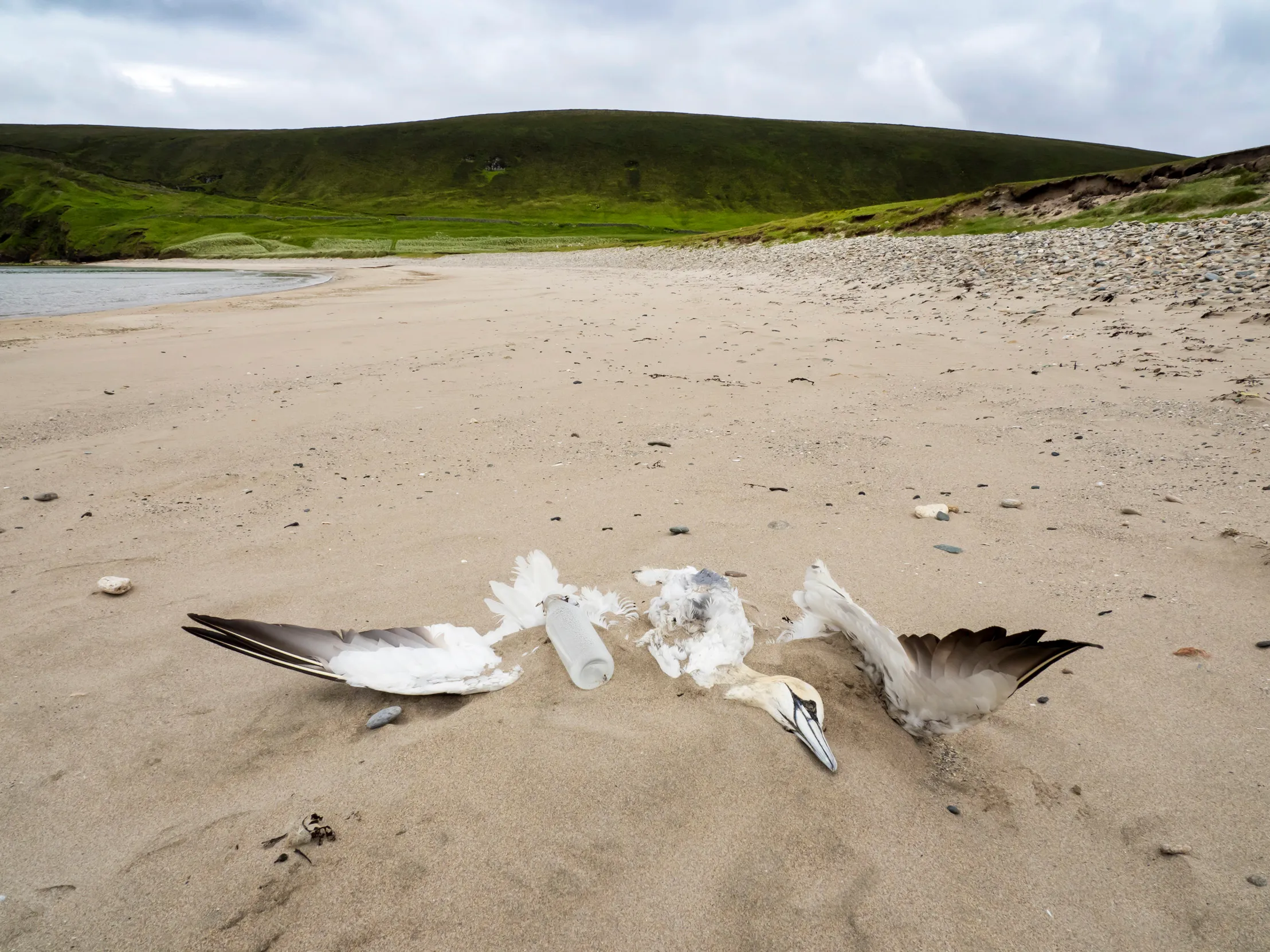 A dead Gannet buried by sand on a beach.