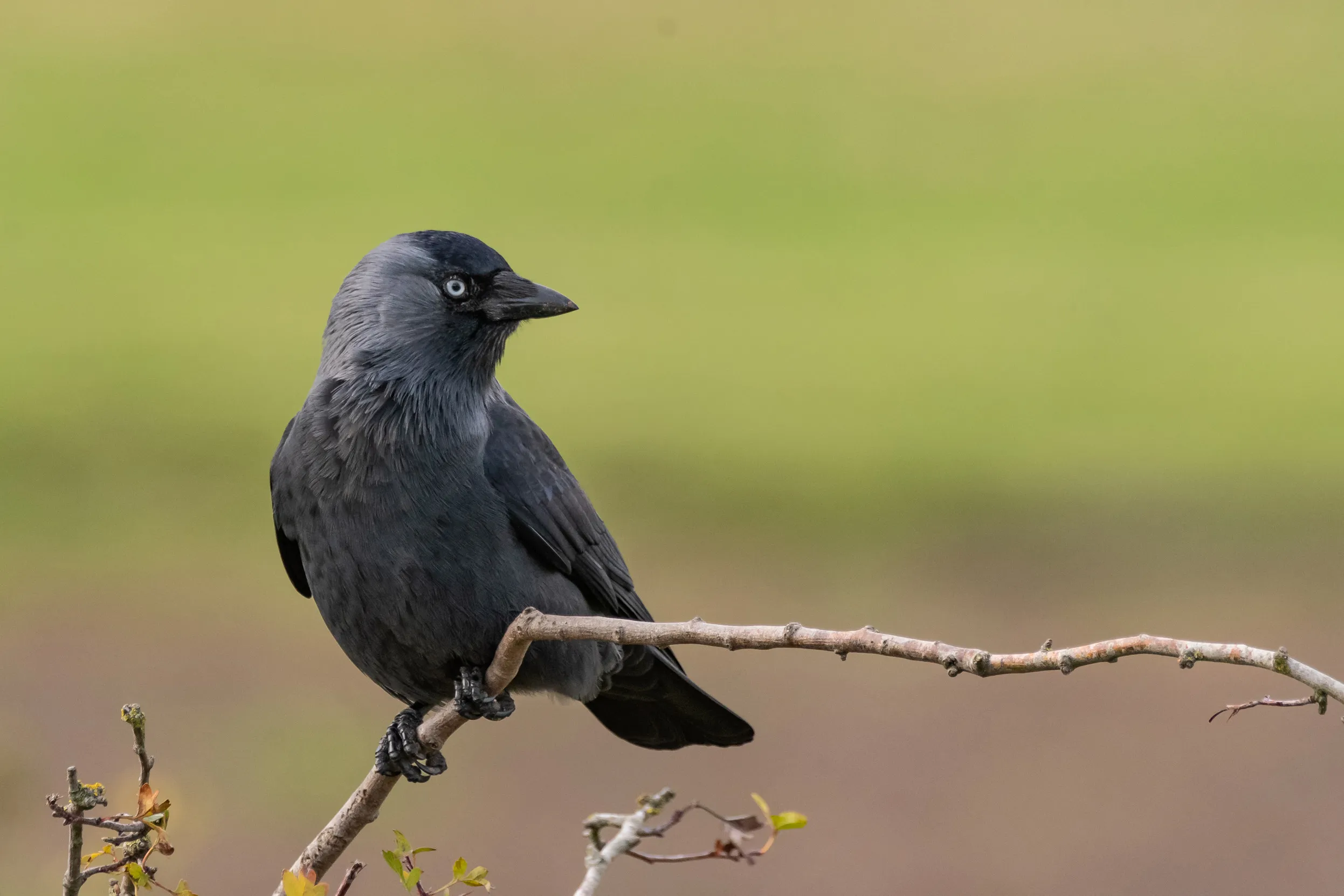 Jackdaw perched on a branch looking off to the side.