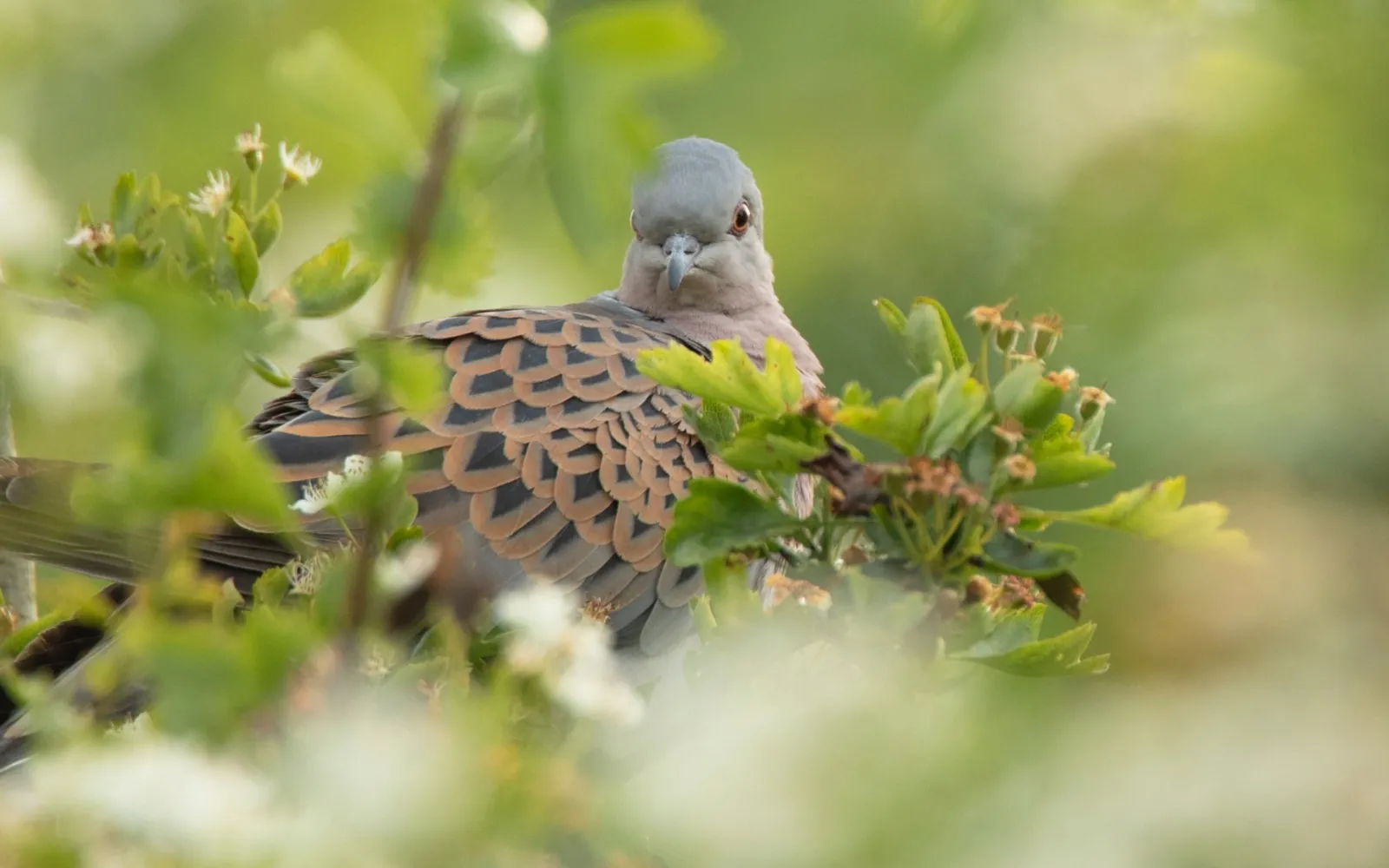 A Turtle Dove in a hawthorn bush. 