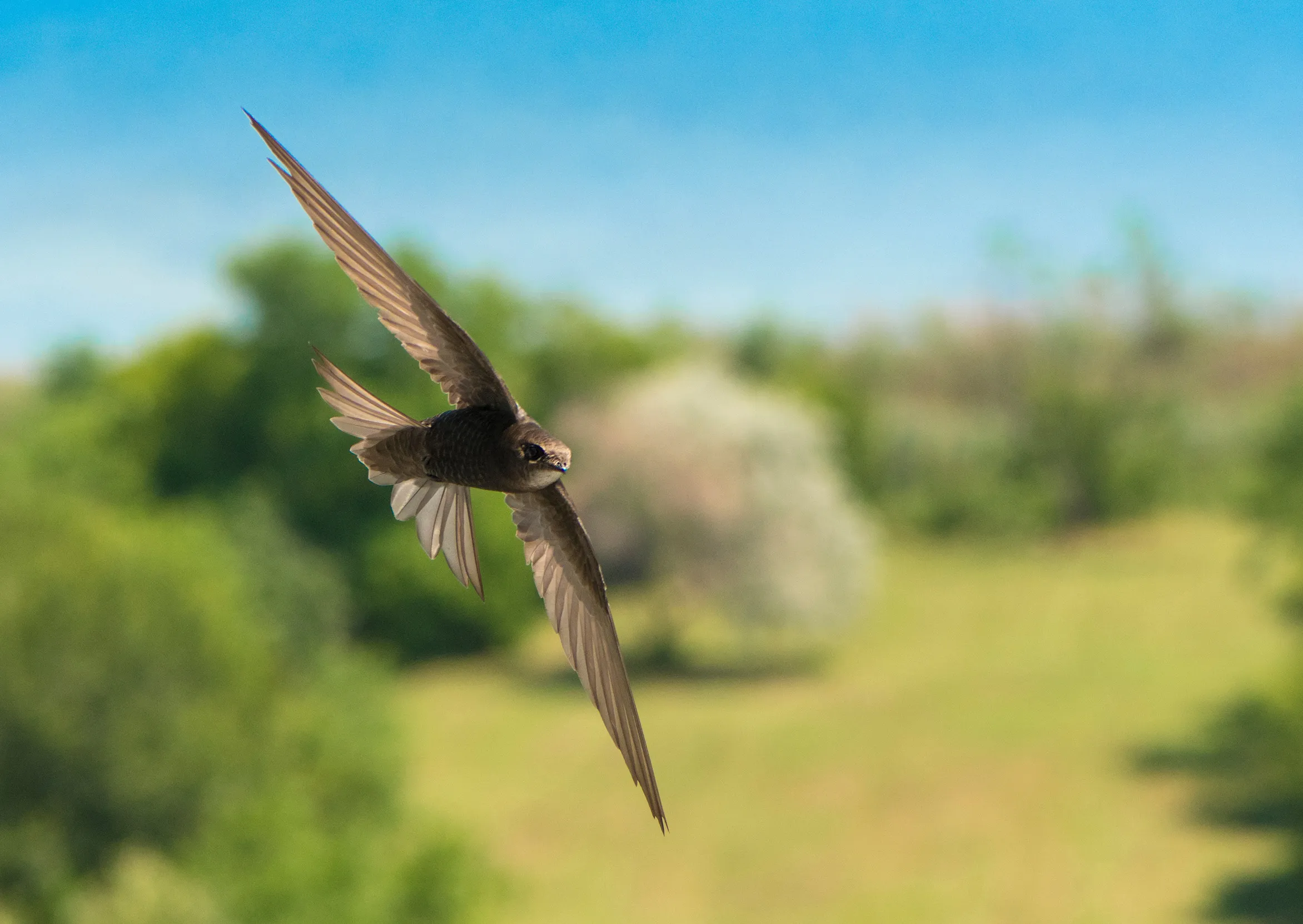 A wide angle view of a Swift flying past trees.