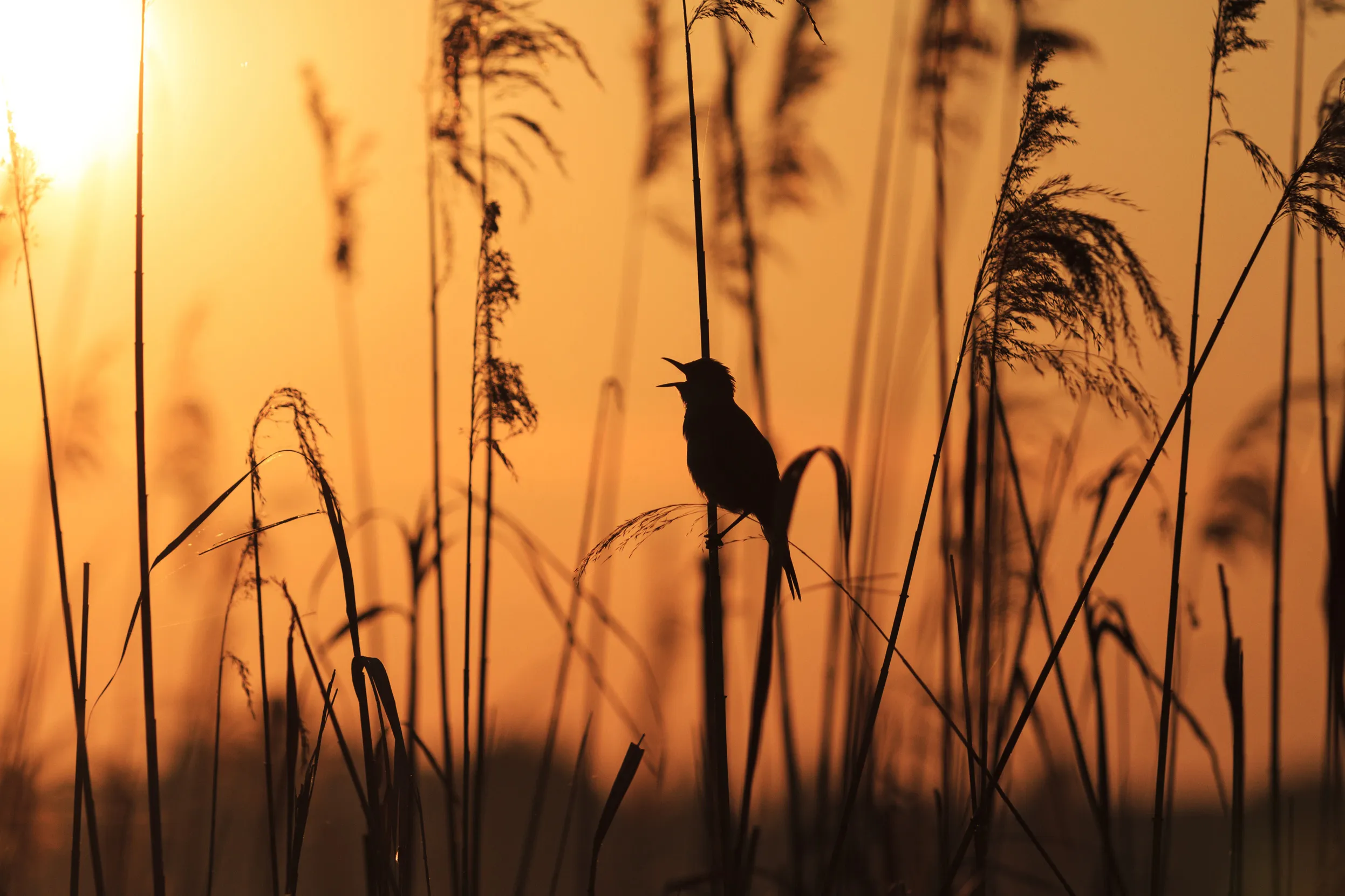 A warbler perched on reeds with 