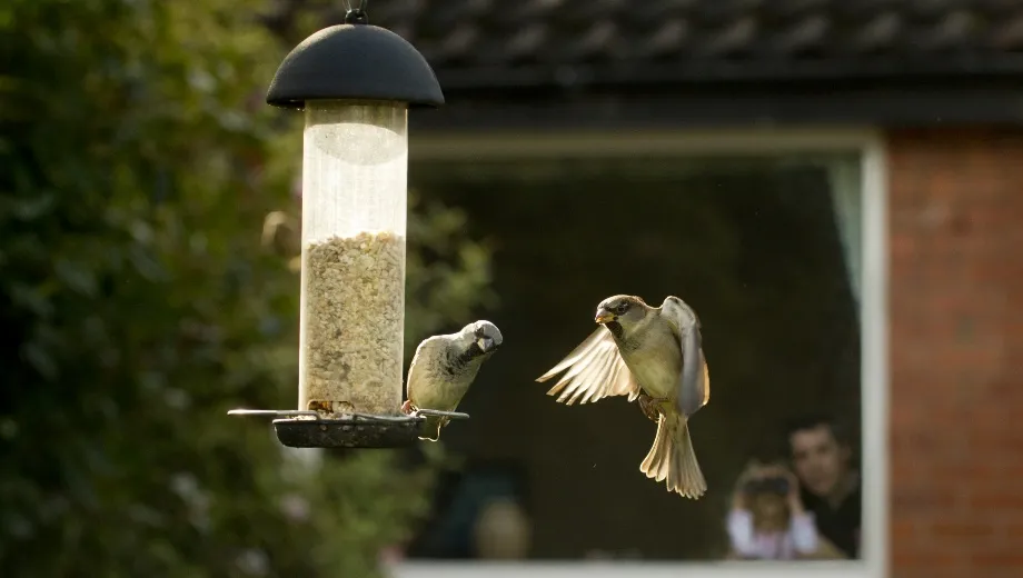 Two sparrows at a bird feeder with two people watching from a window in the background.