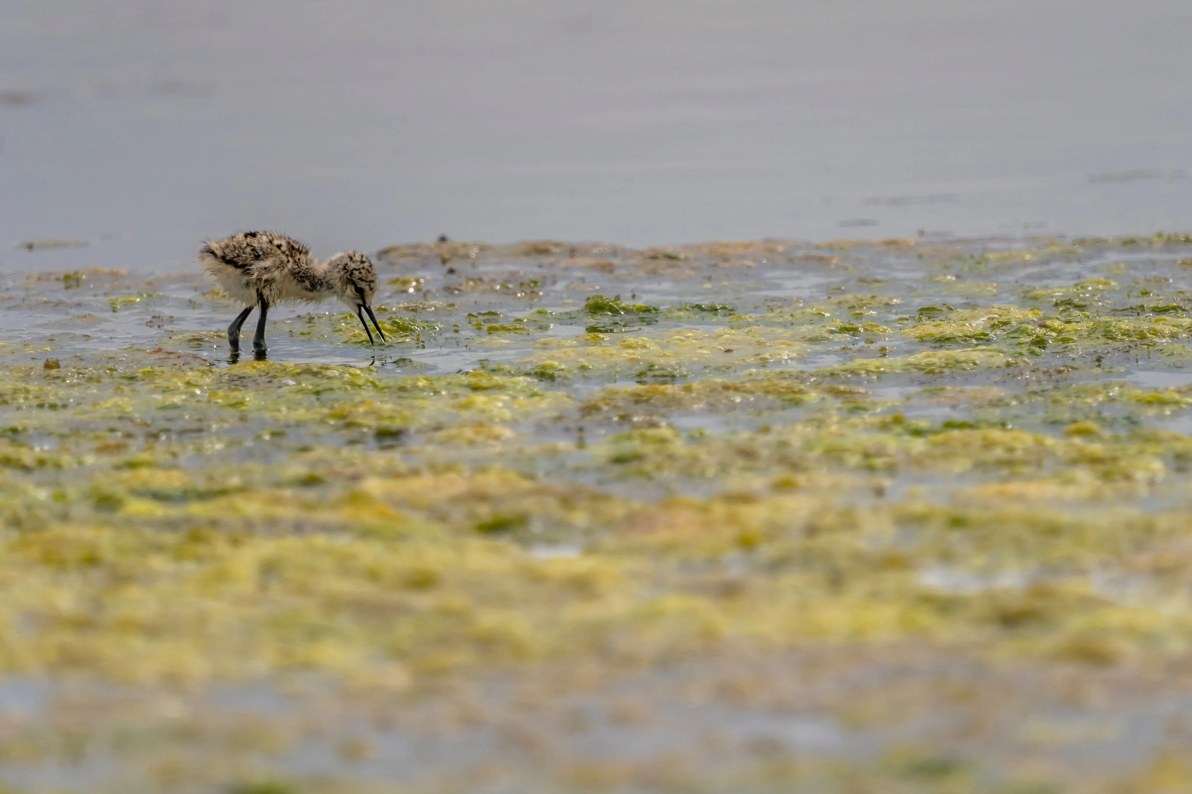 A lone Black-winged Stilt chick feeding in the moss on top of shallow waters.