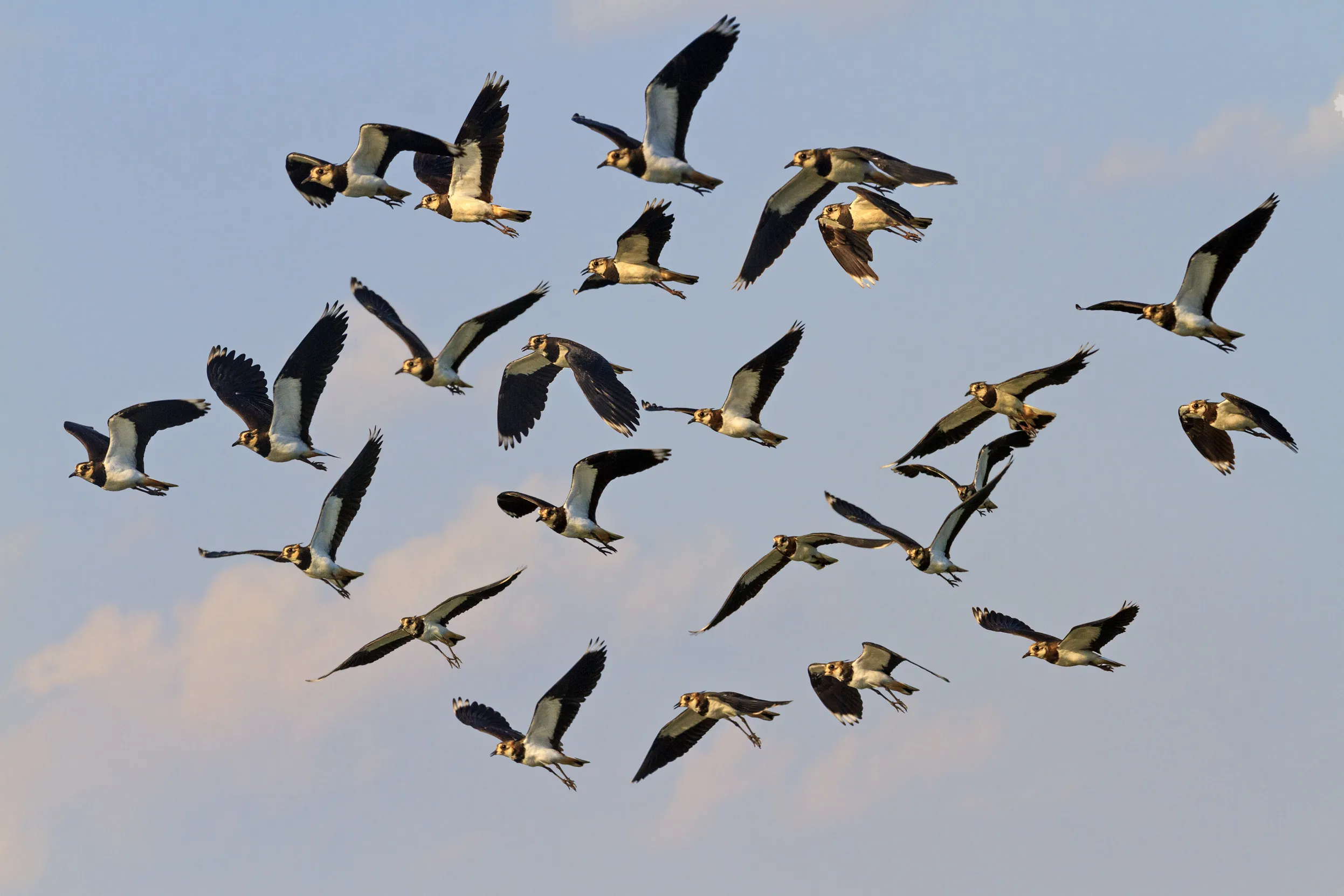 A flock of Lapwing in flight, against a dusk blue sky 