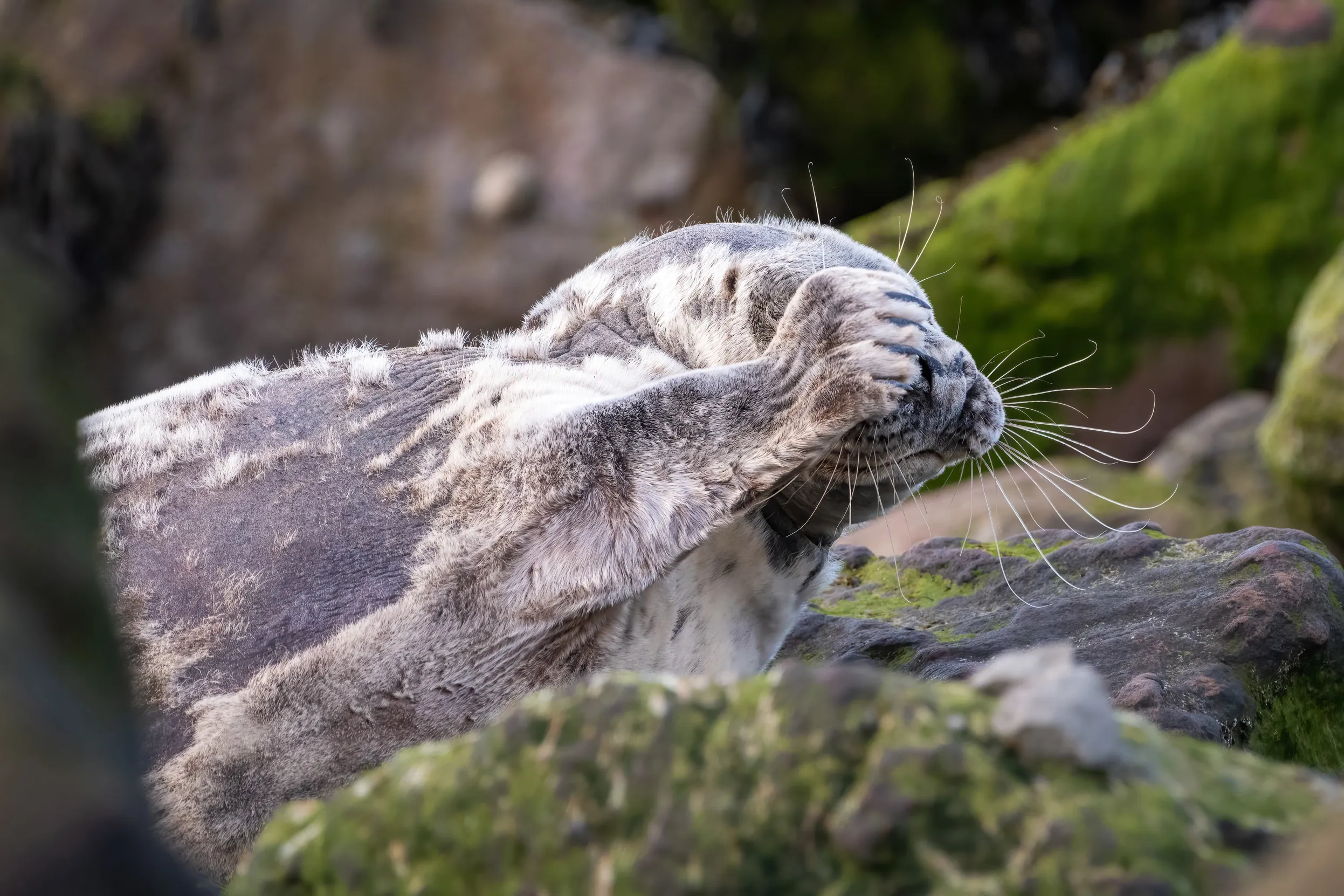 A Grey Seal laying over rocks with flippers hiding their face.
