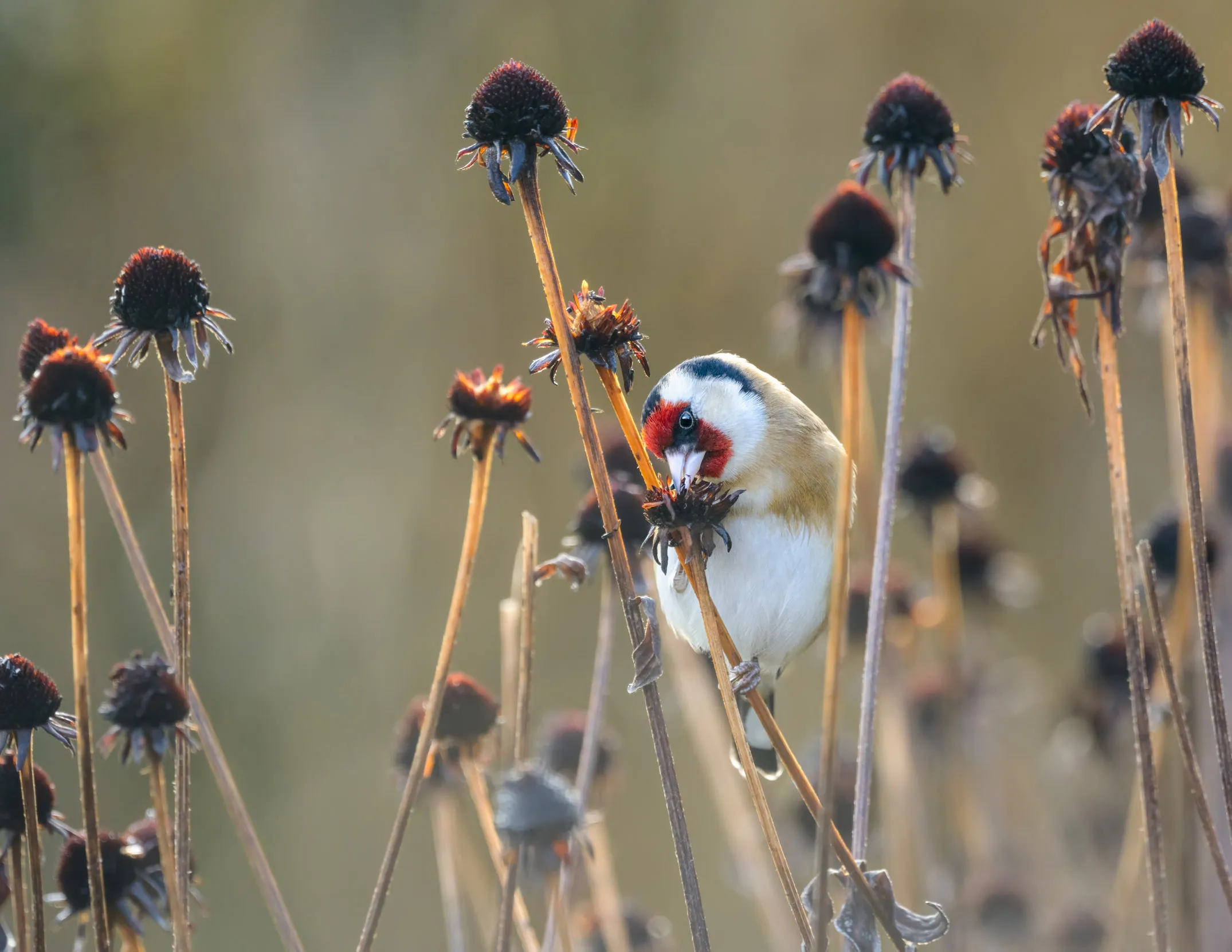 A lone Goldfinch perched on the stem of a dried flower, probing the seedhead with their beak.
