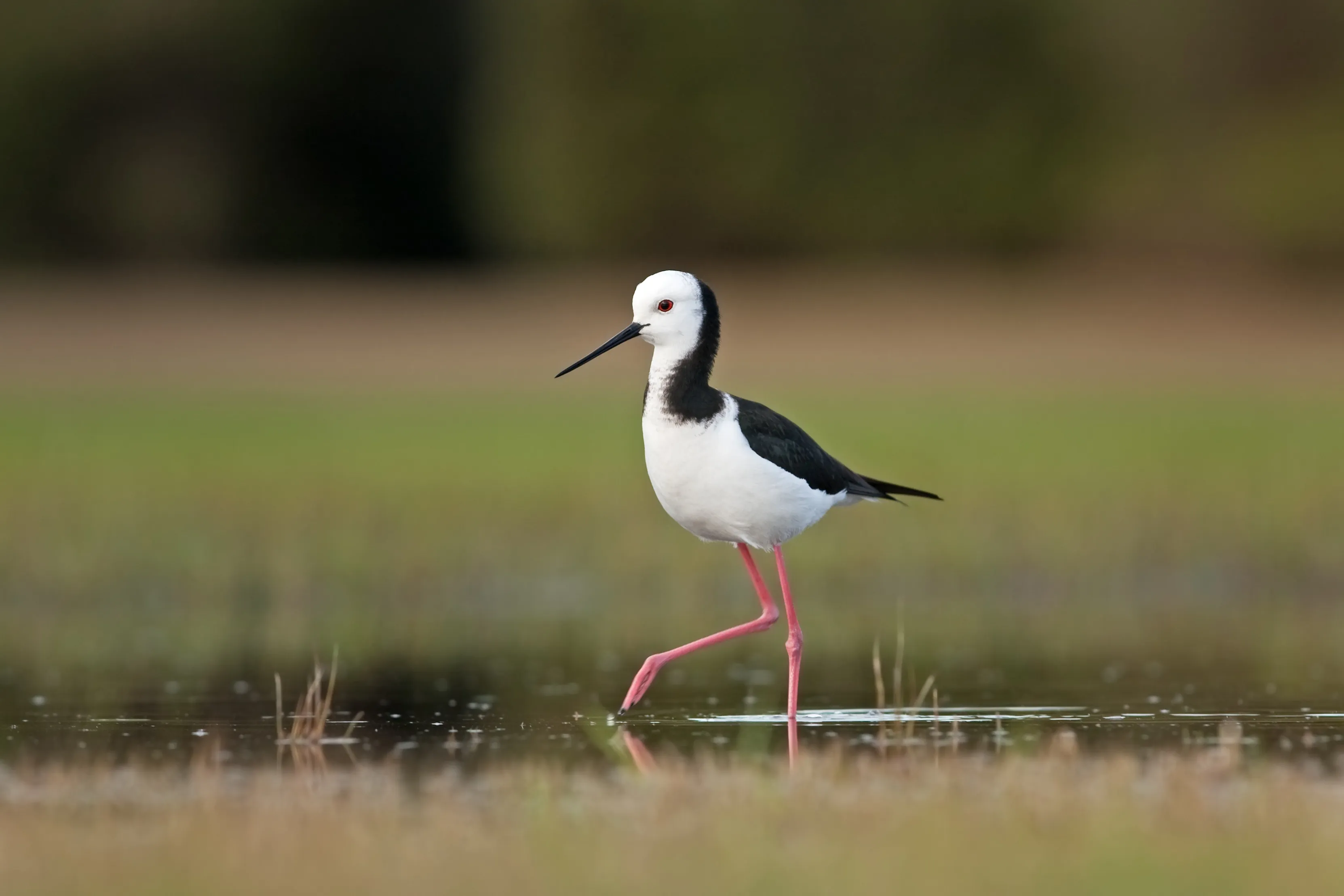 A lone Black-winged Stilt wading through shallow water, surrounded by grassland.