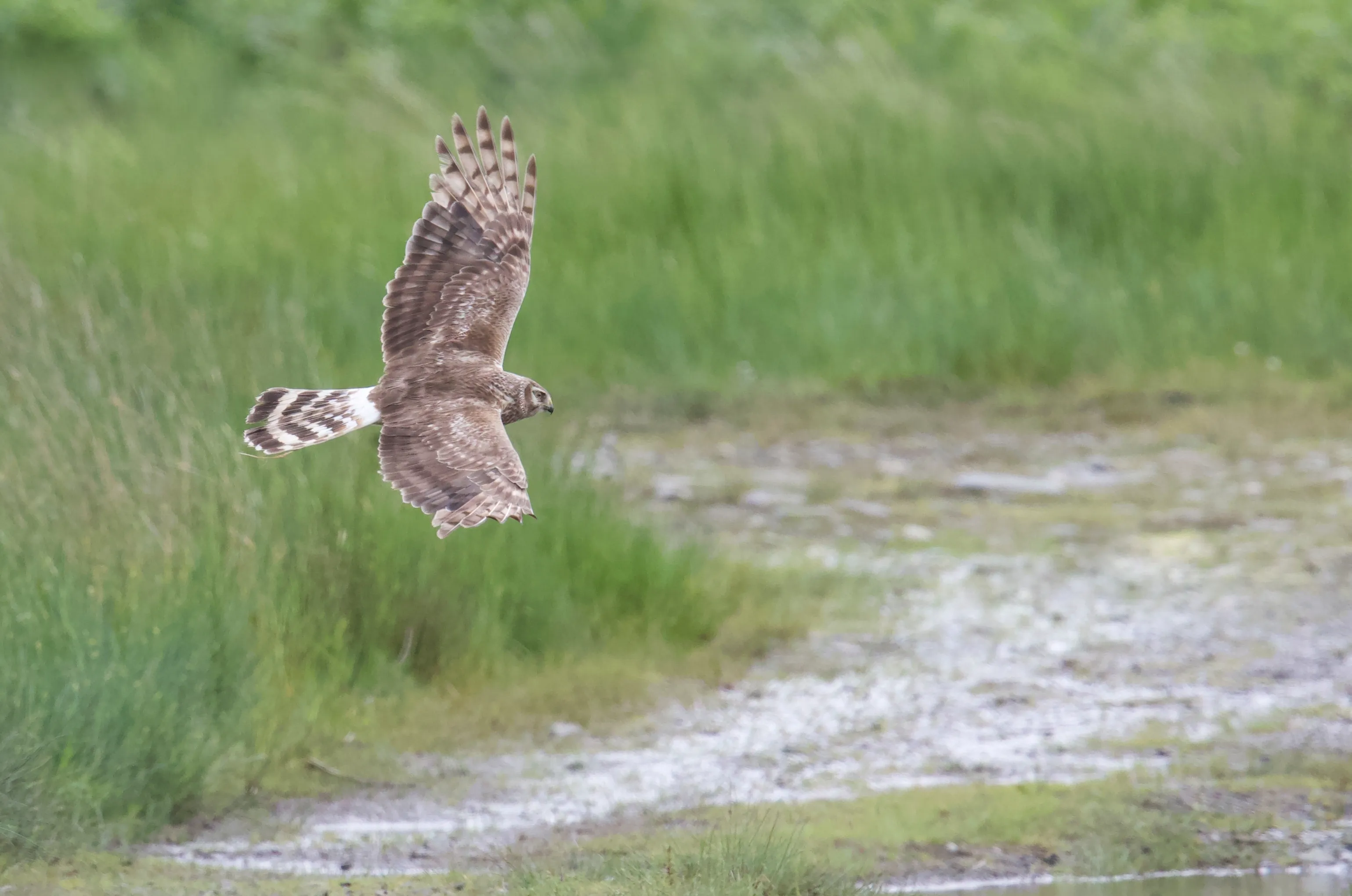 A Hen Harrier swoops across a muddy field.