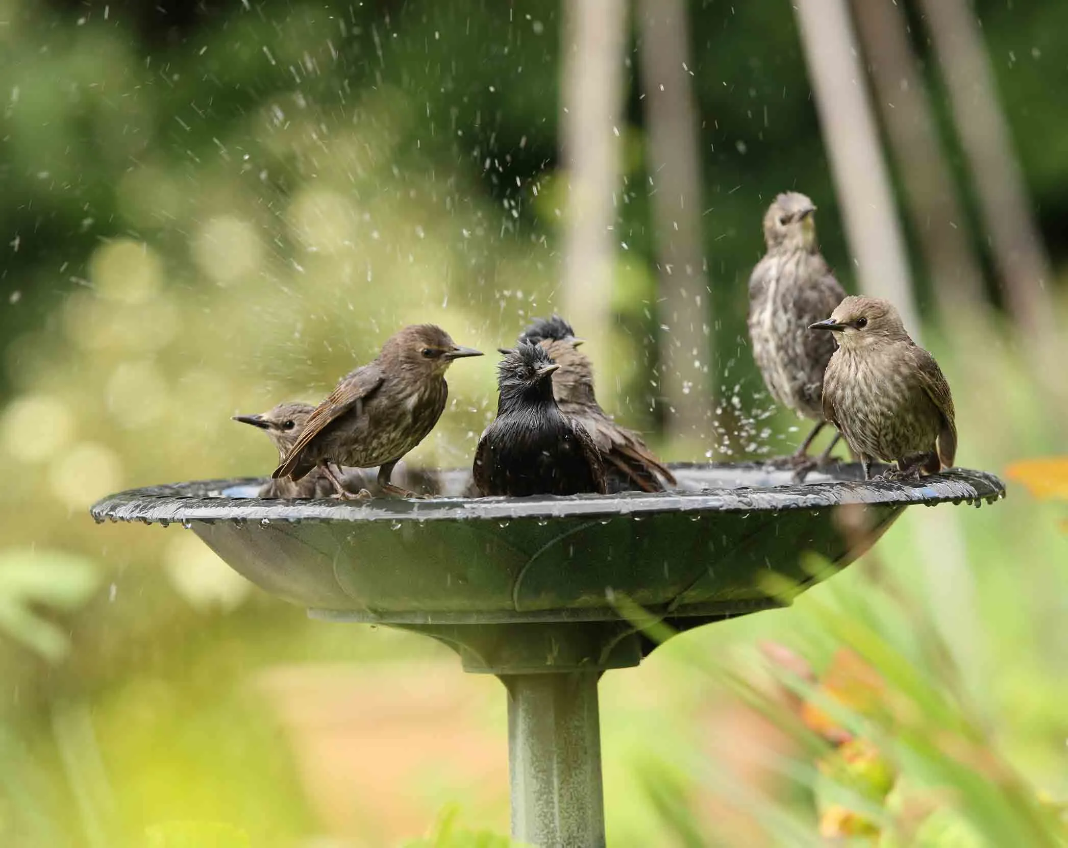 A group of Starlings washing in a birdbath surrounded by greenery.