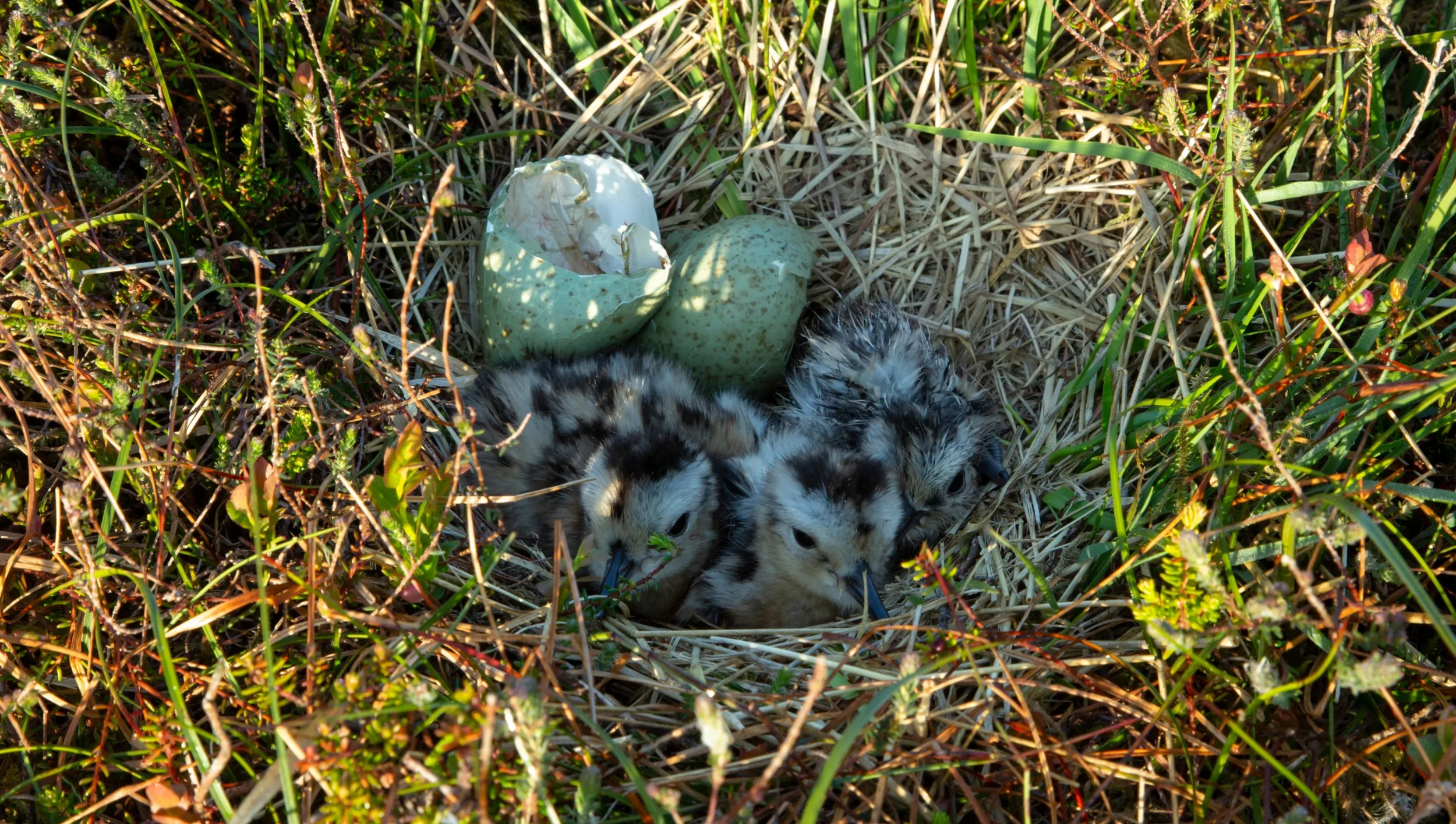 Three Curlew chicks in the nest, recently hatched with shell still visible.