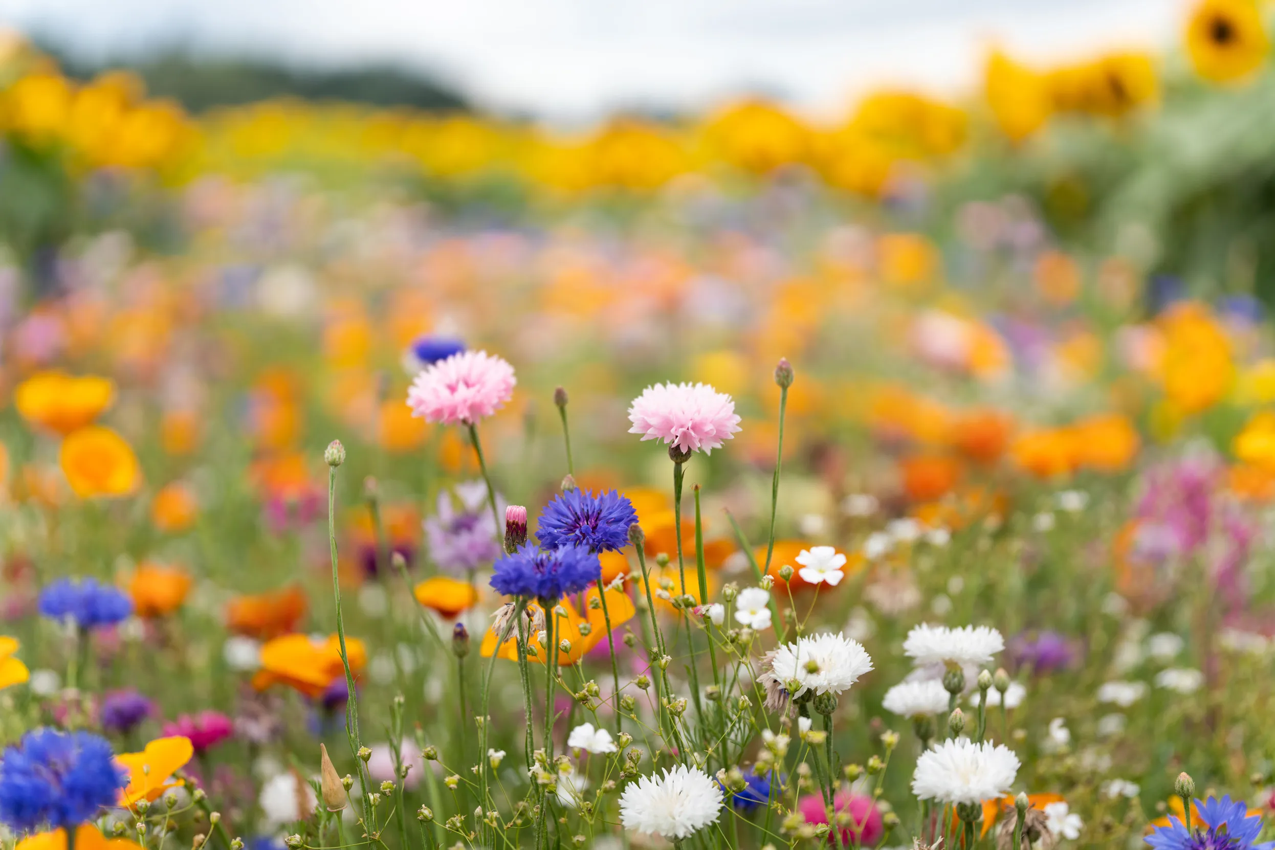 A meadow filled with a mixture of colourful wildflowers, with blue, pink and white Cornflowers in the foreground.