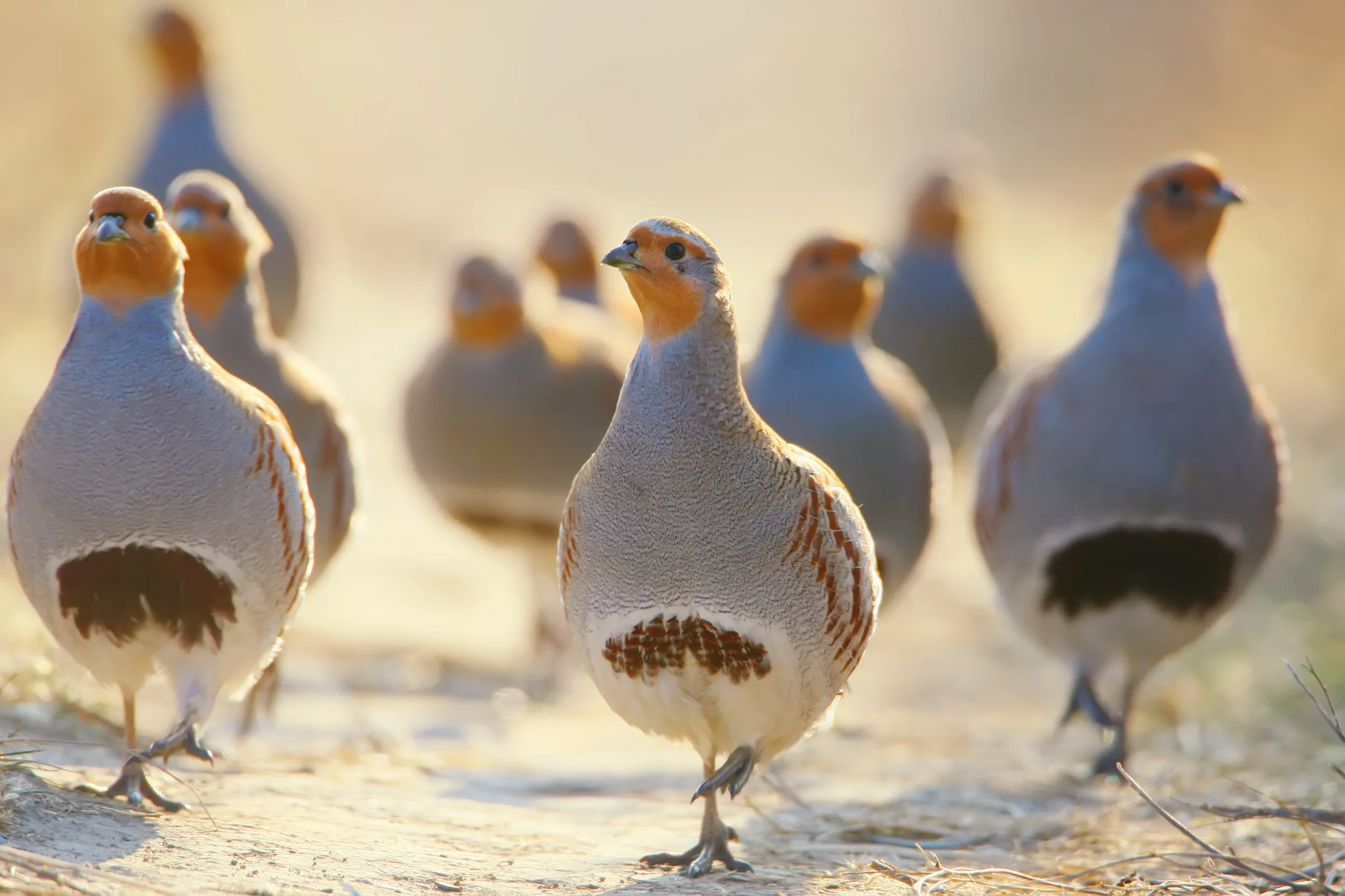 A group of Grey Partridge walking together on a sandy floor. 