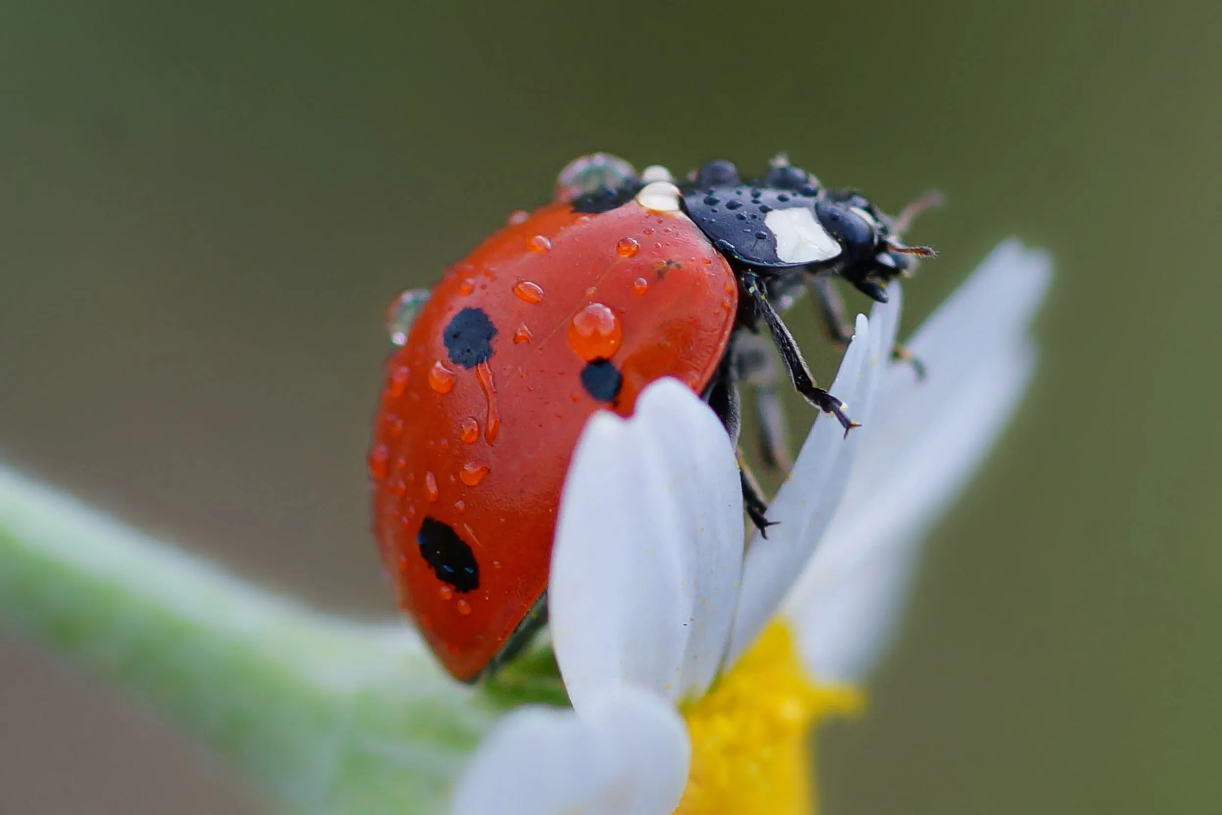 A red ladybird crawling over the white petals of a daisy.