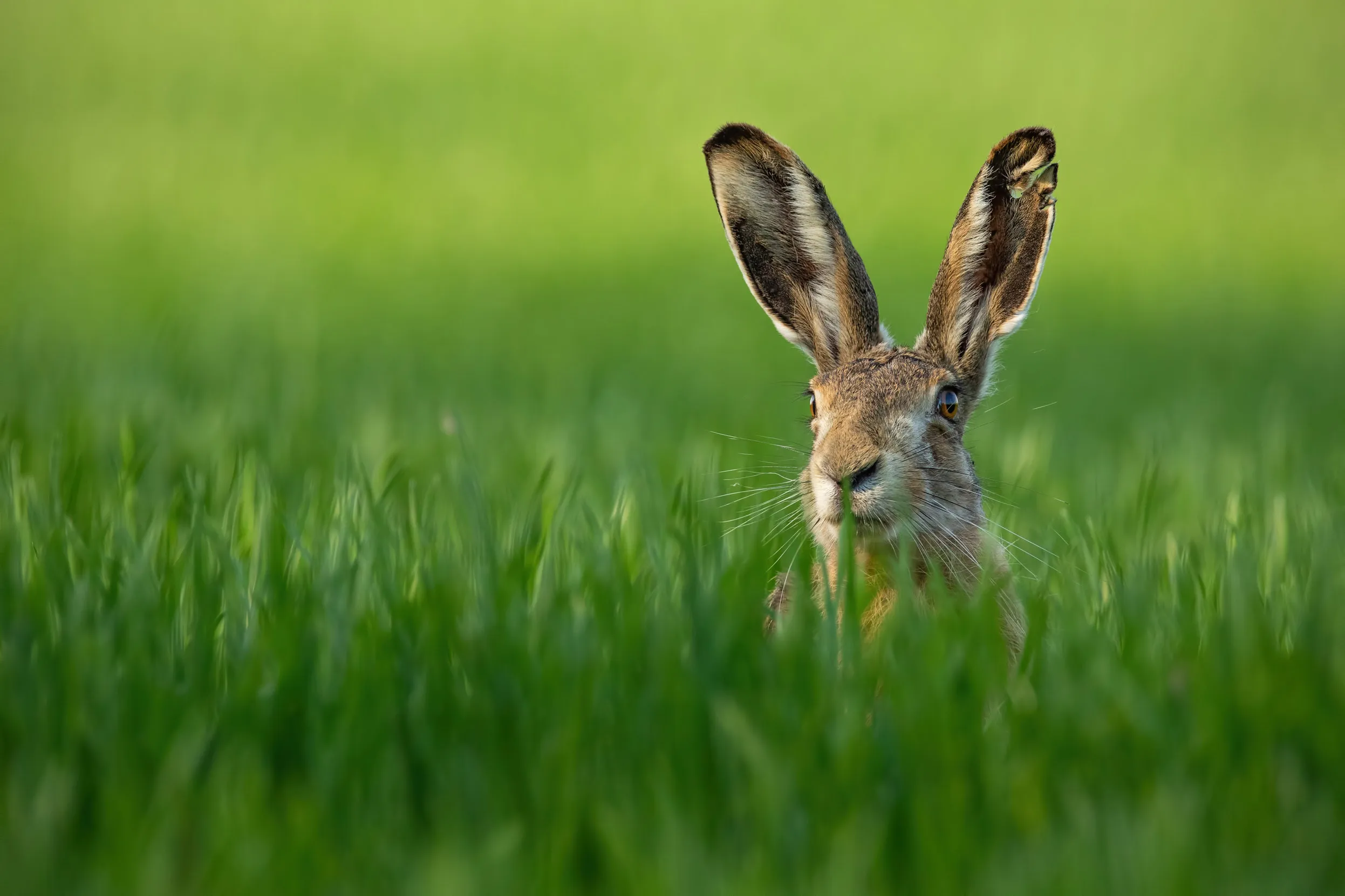 A Hare poking their head out from a field of long grass exposing their long ears.