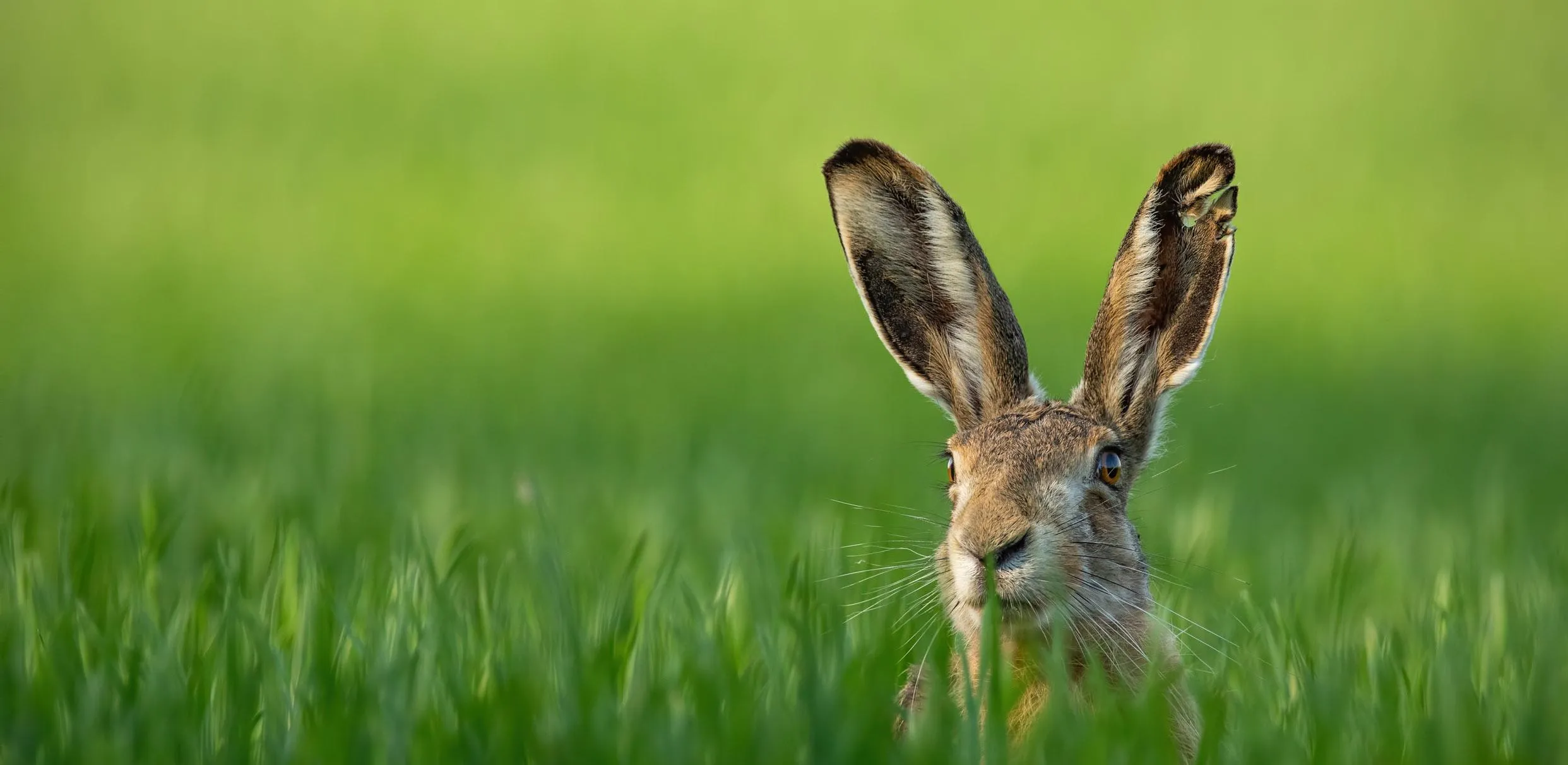 A Hare poking their head out from a field of long grass exposing their long ears.