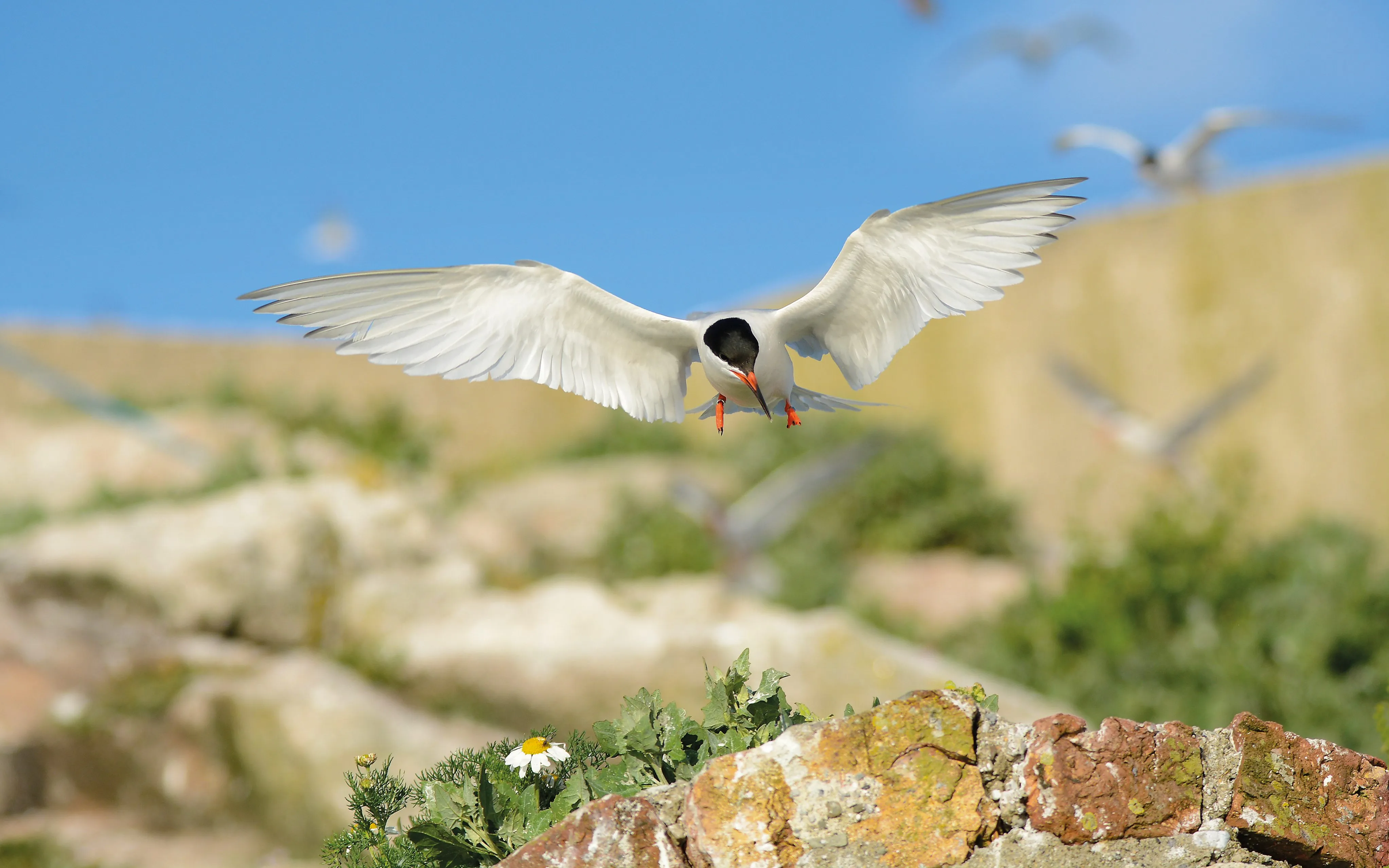 A Roseate Tern in flight with its wings stretched out, there are birds flying in the background against a clear blue sky  