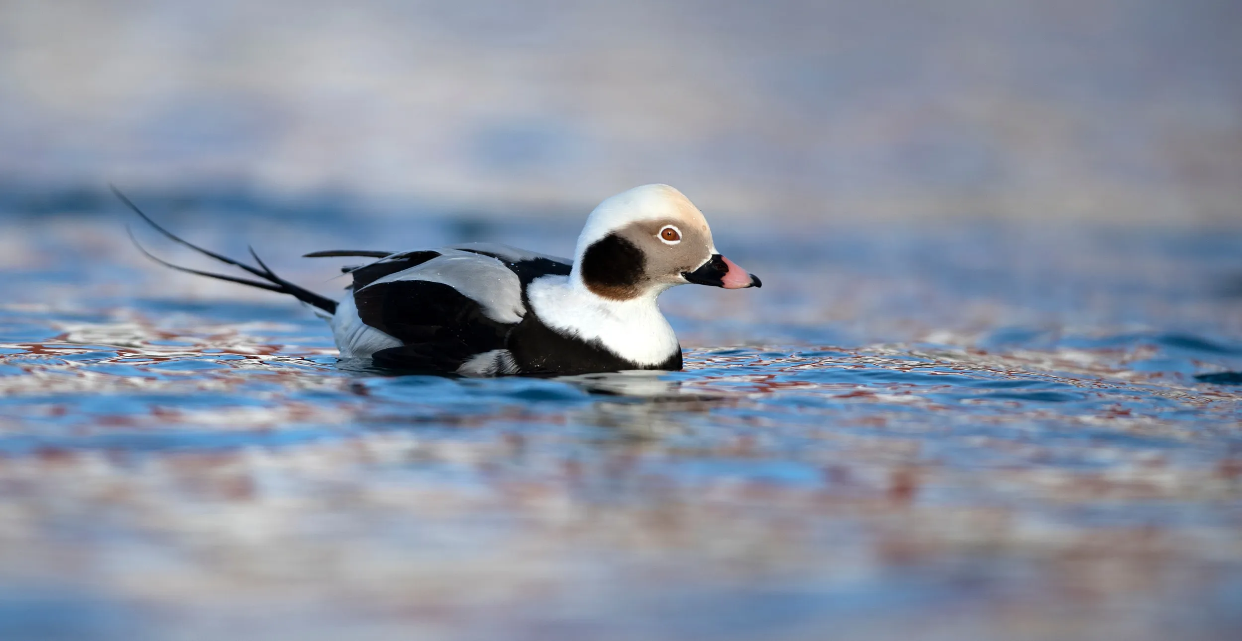 A lone male Long-tailed Duck swimming on bright blue rippled water.