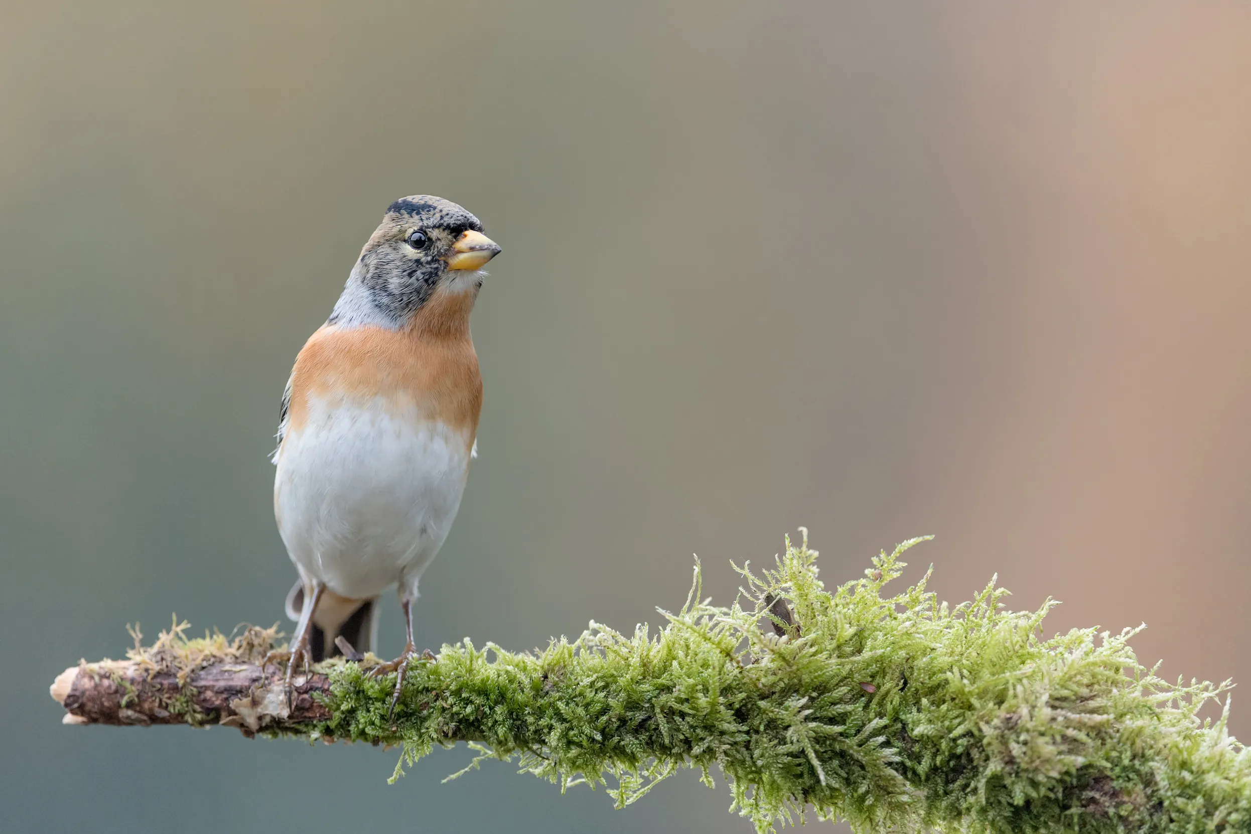 Lone Brambling perched on a mossy branch. 