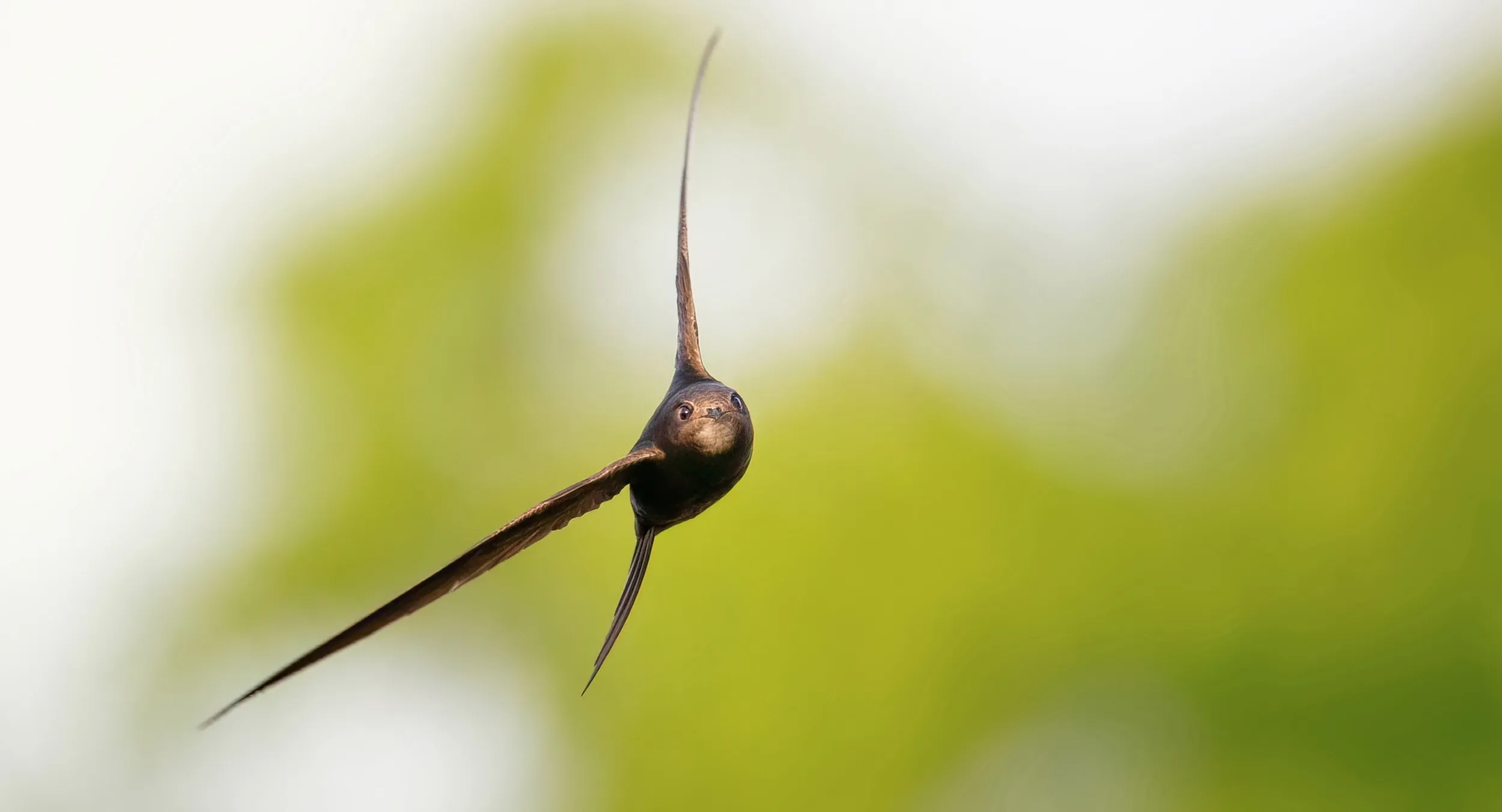 A lone Swift swooping towards the camera.