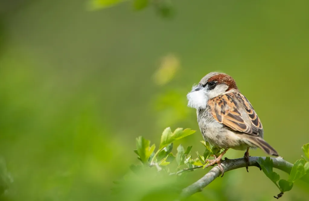 A house sparrow perched on a tree with downy feather in its beak.