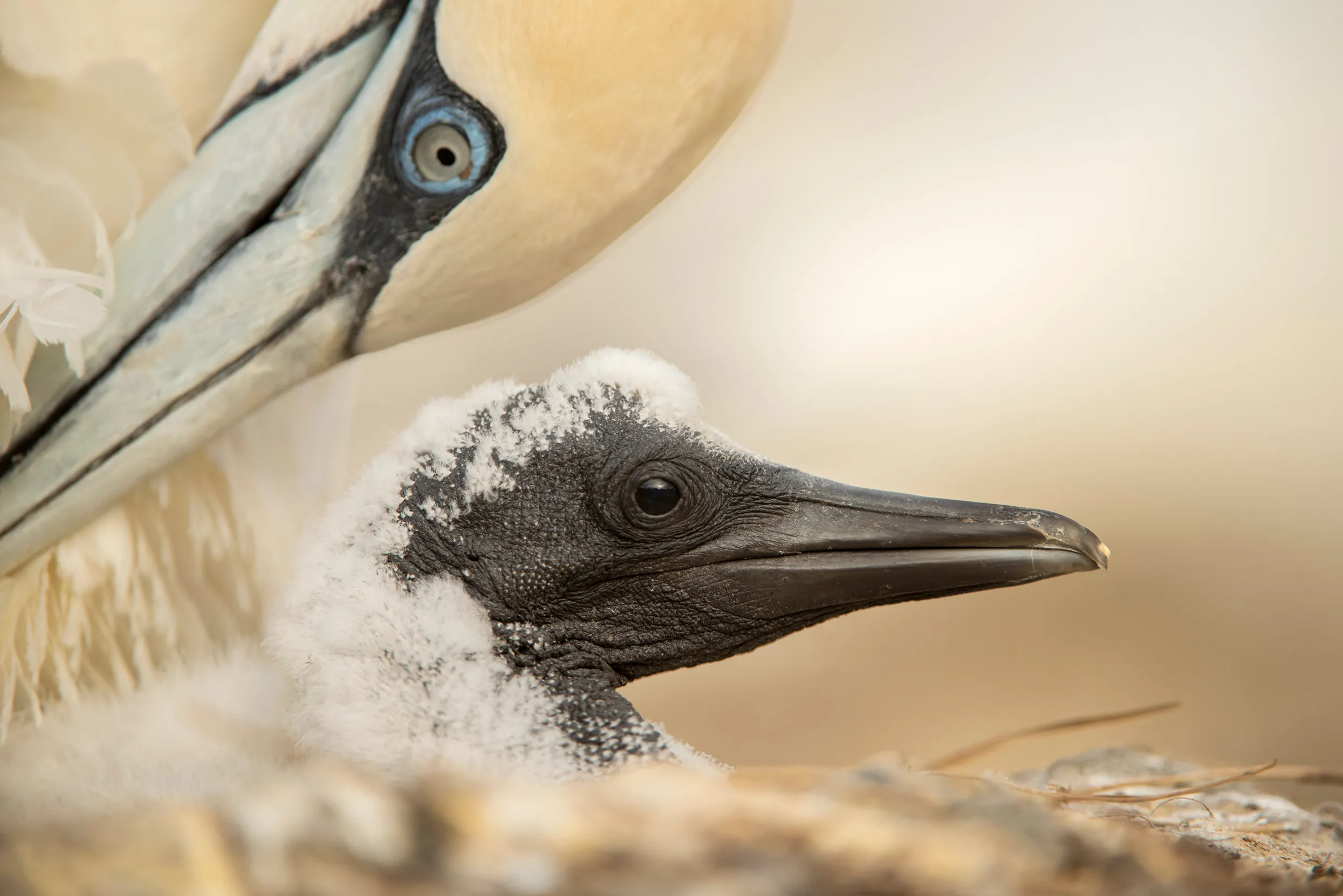 A close up of a Gannet chick with their parent in a nest.