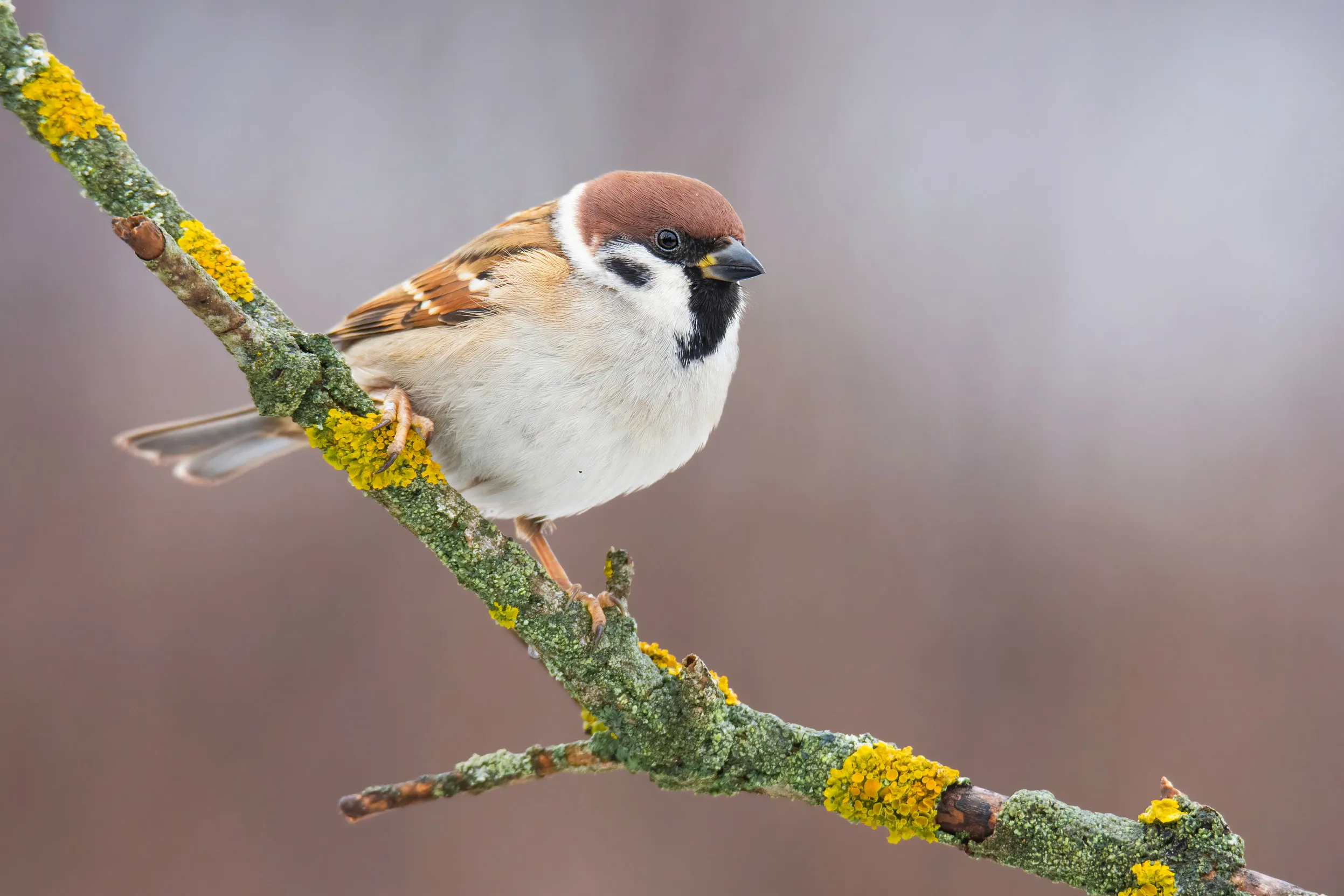 A Tree Sparrow perched on a lichen covered branch.