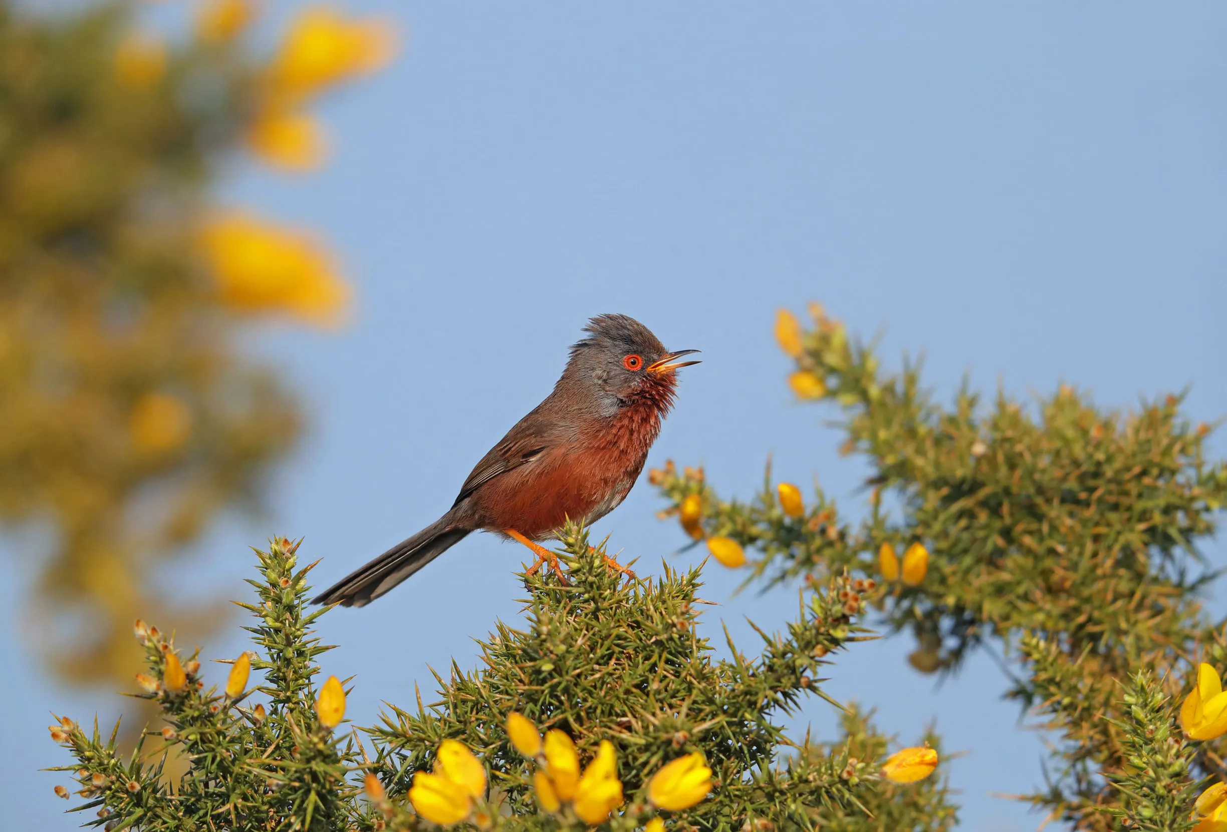 A lone Dartford Warbler perched amongst gorse. 