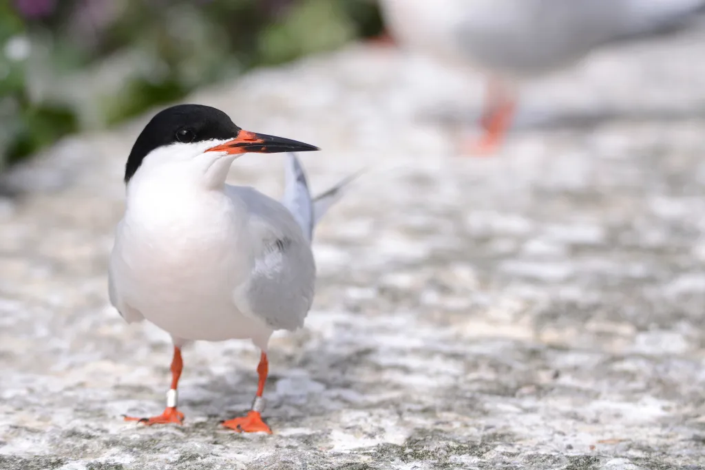 A Roseate Tern stood on concrete, looking at the camera.