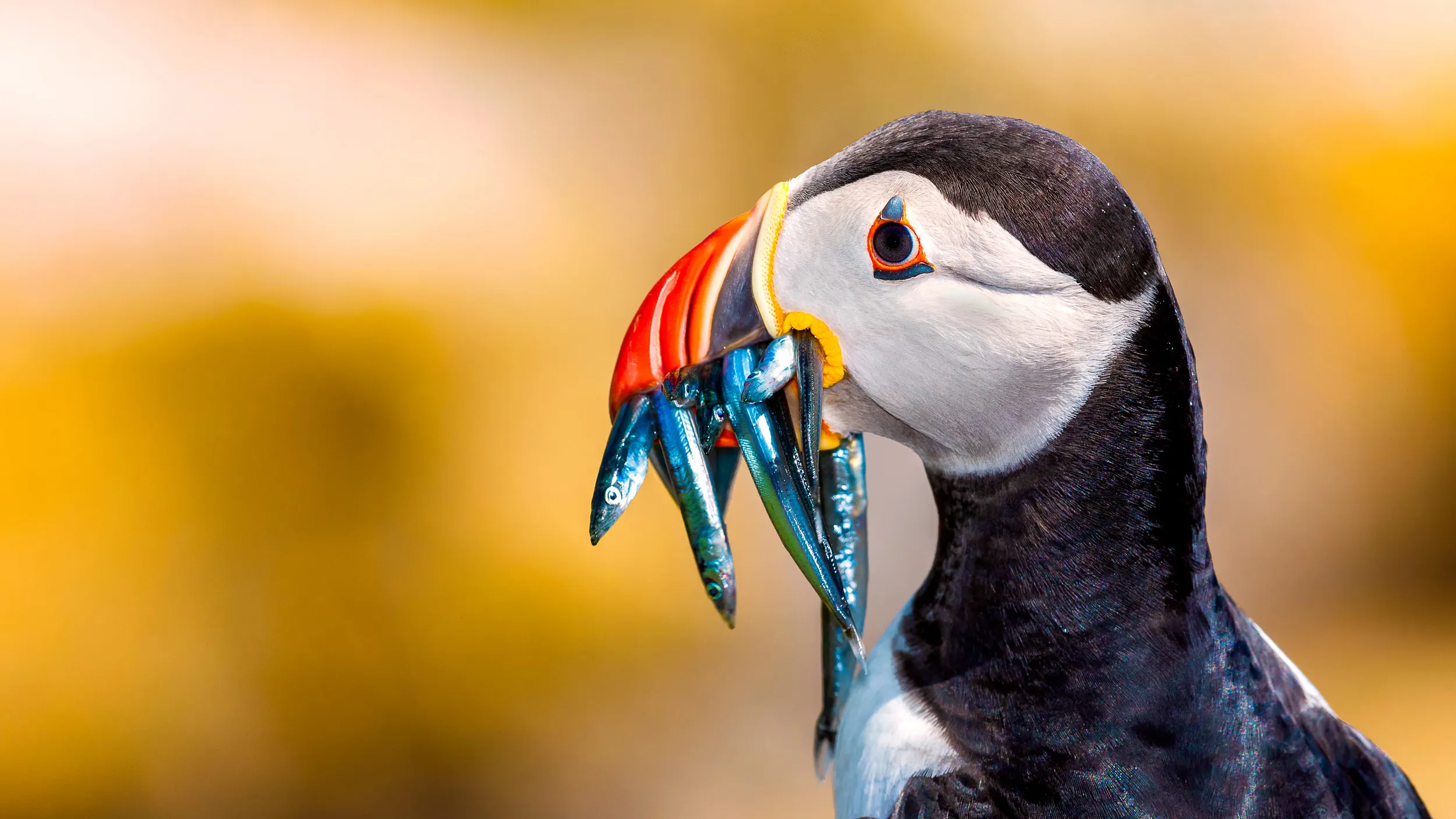 A close up view of a Puffin with Sand Eels in it's mouth.
