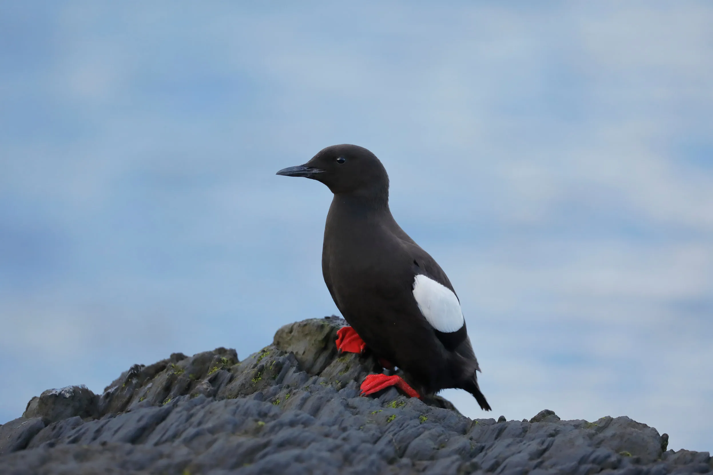 A lone Black Guillemot stood on the top of a group of rocks next to the sea. 