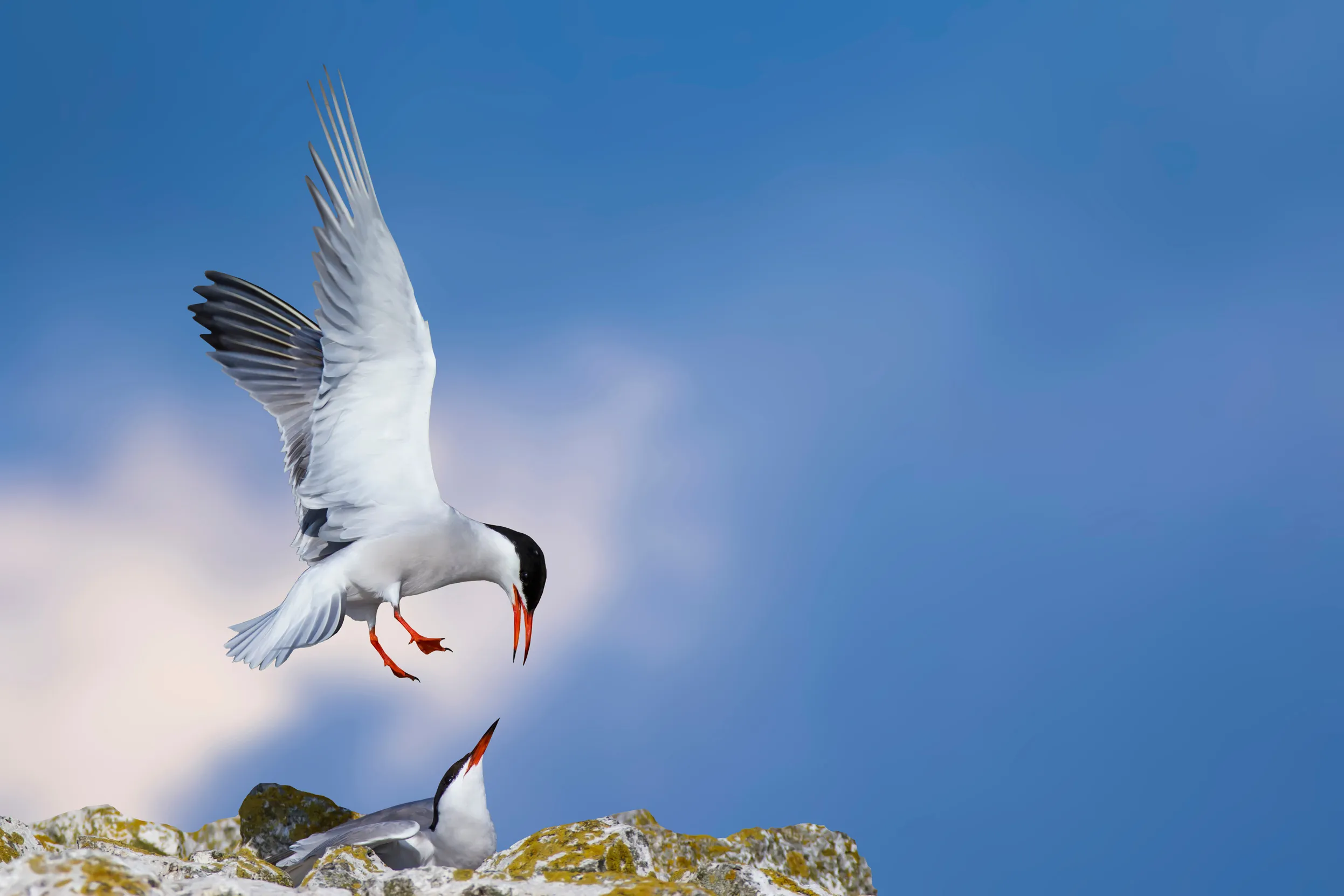 A Common Terns flying to their nest where it's mate waits on the top of a rock.