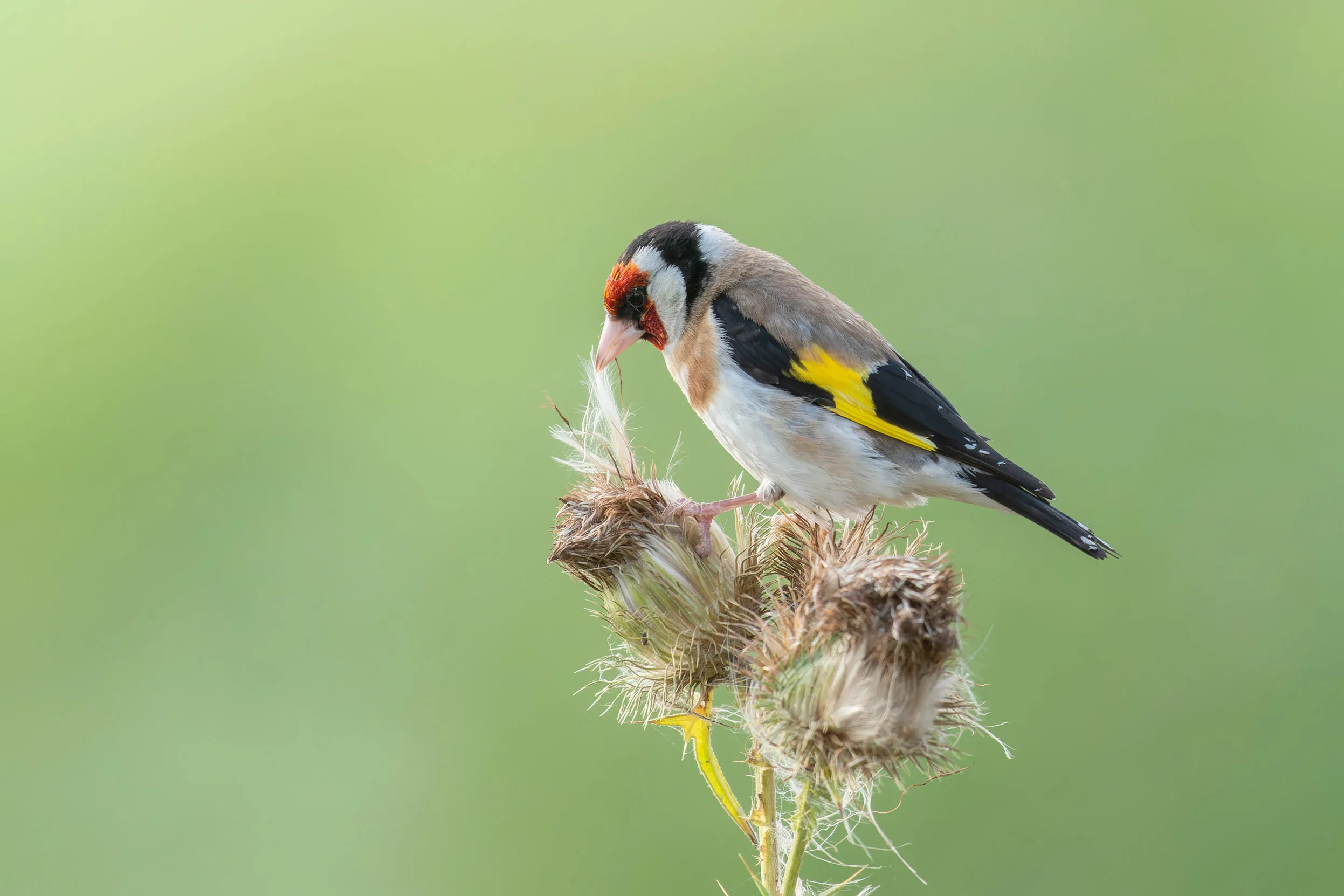 A lone Goldfinch perched on the seedhead of a dried teasel, pulling the fluffy seeds out with their beak.