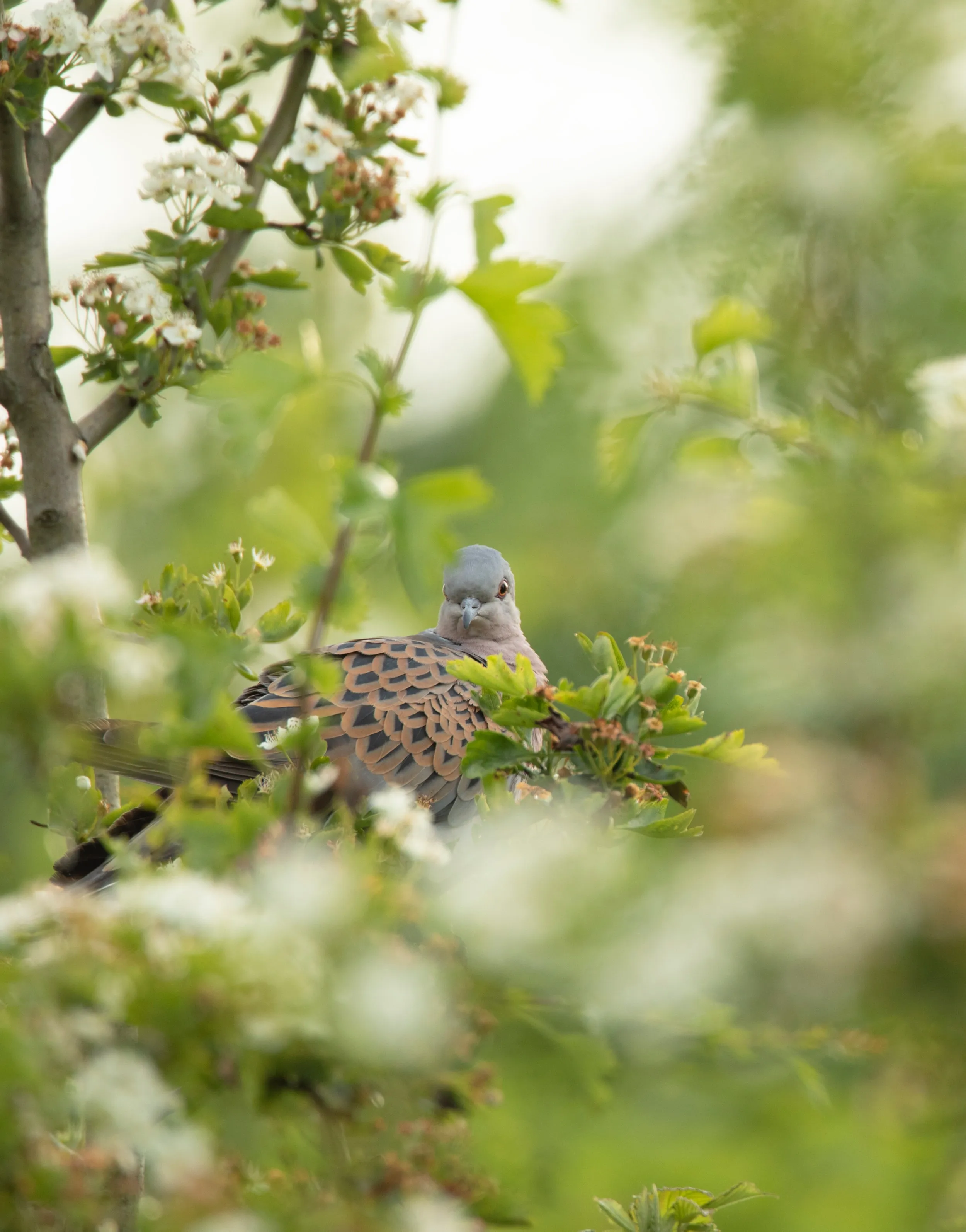 A Turtle dove perched in a hawthorn bush. 