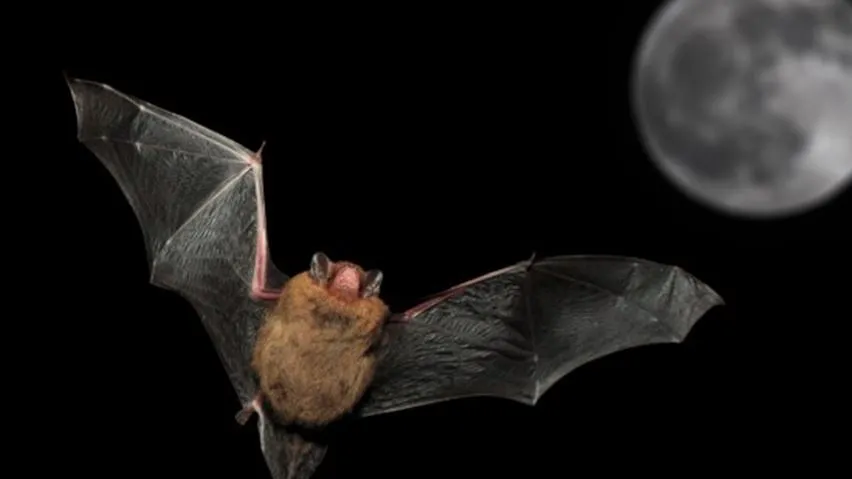 A Pipistrelle Bat swoops in under a full moon.