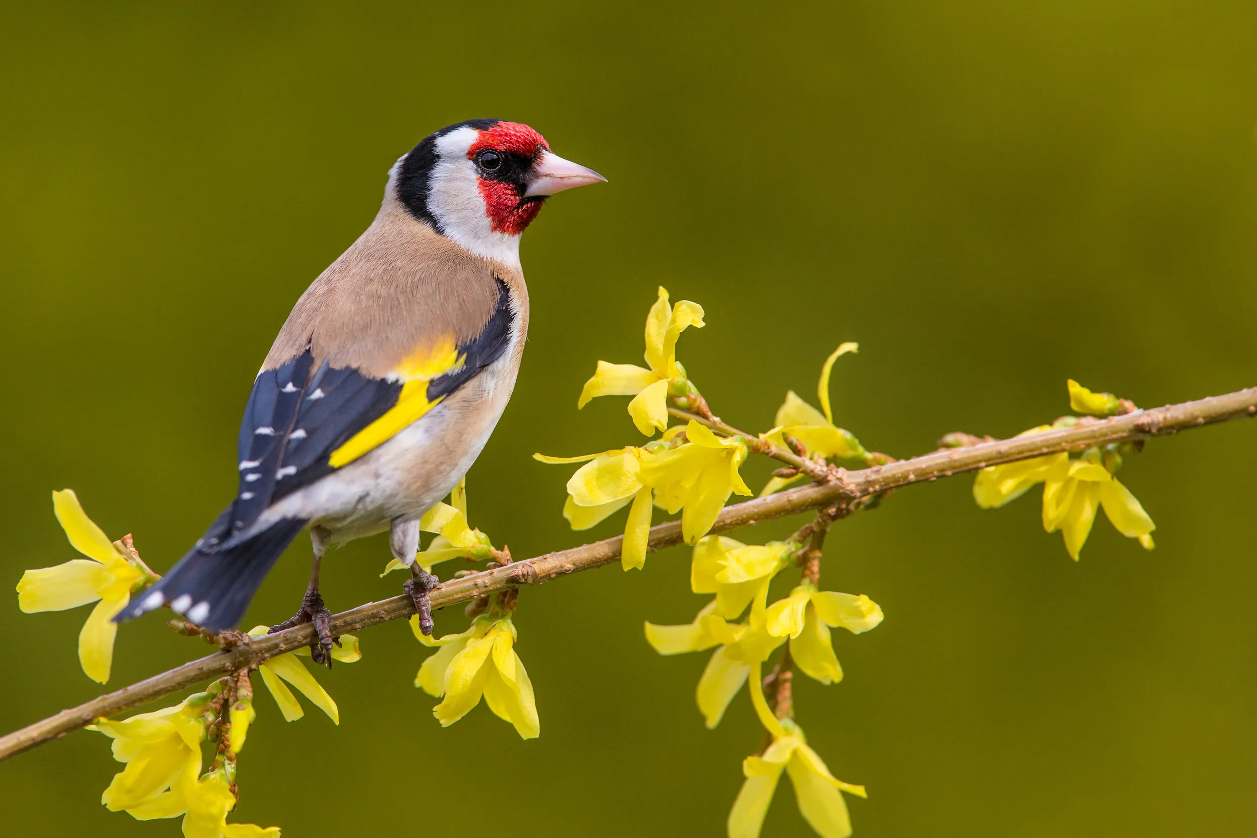 European Goldfinch perched on a branch with yellow leaves.